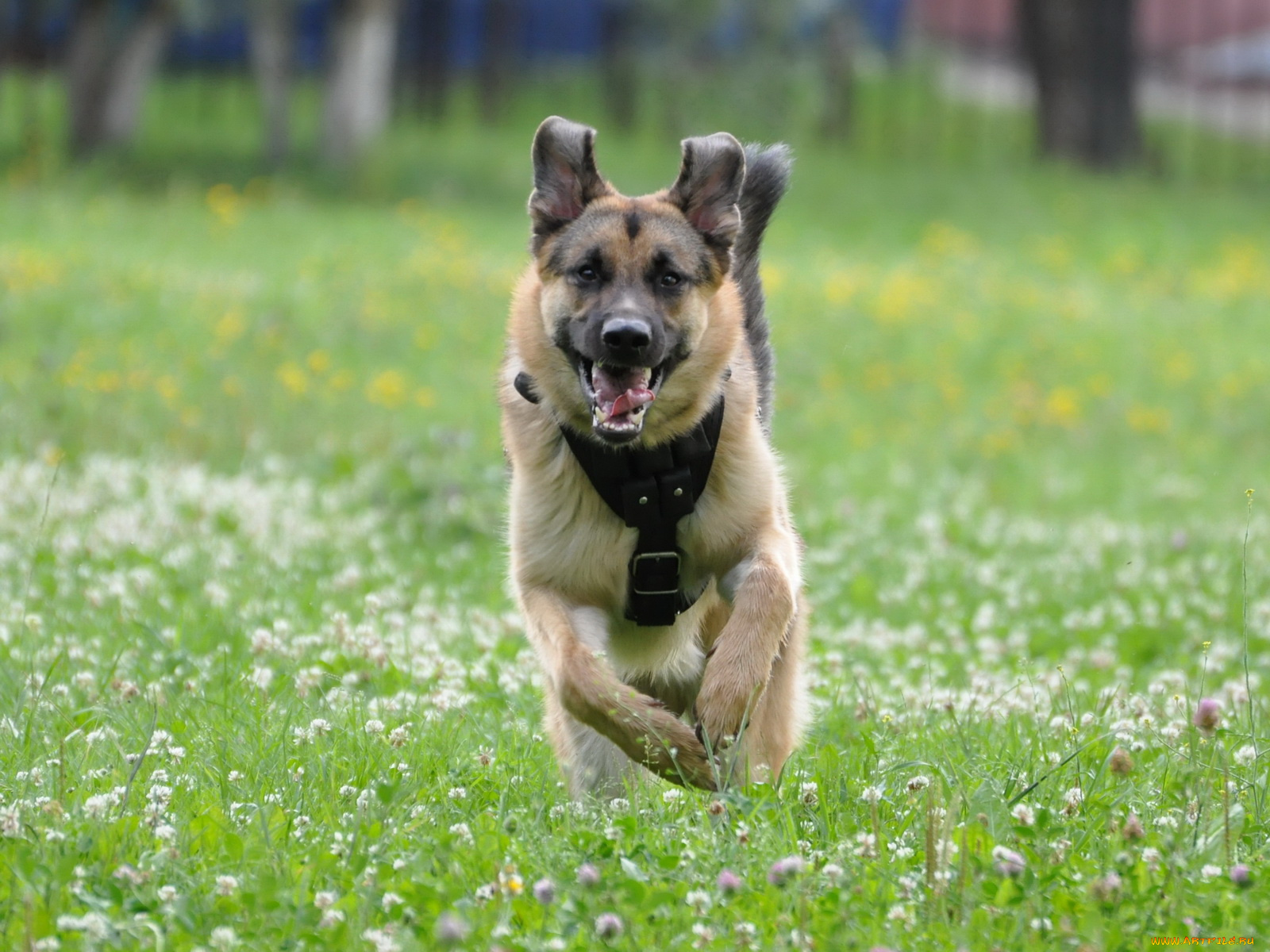 животные, собаки