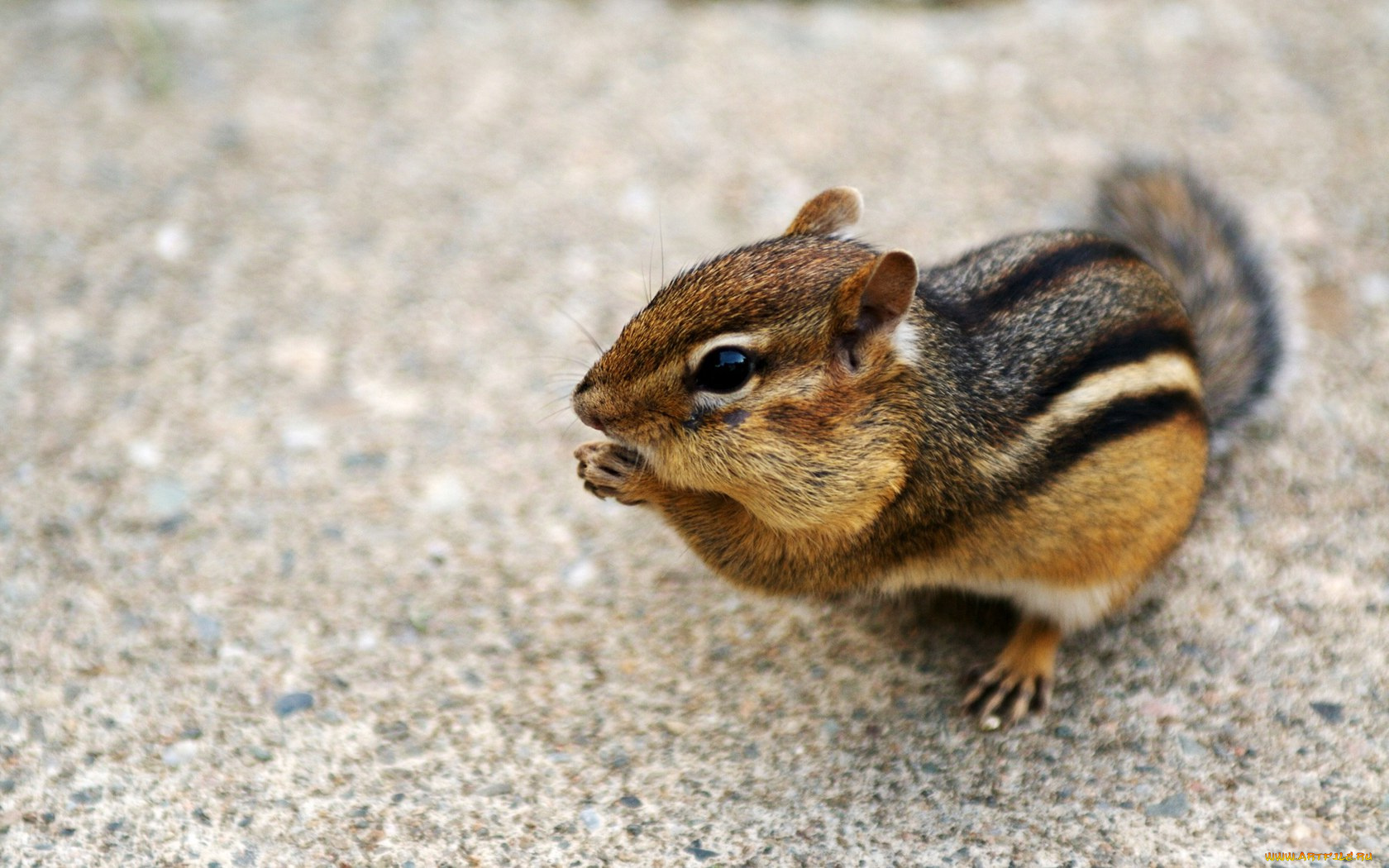 животные, бурундуки