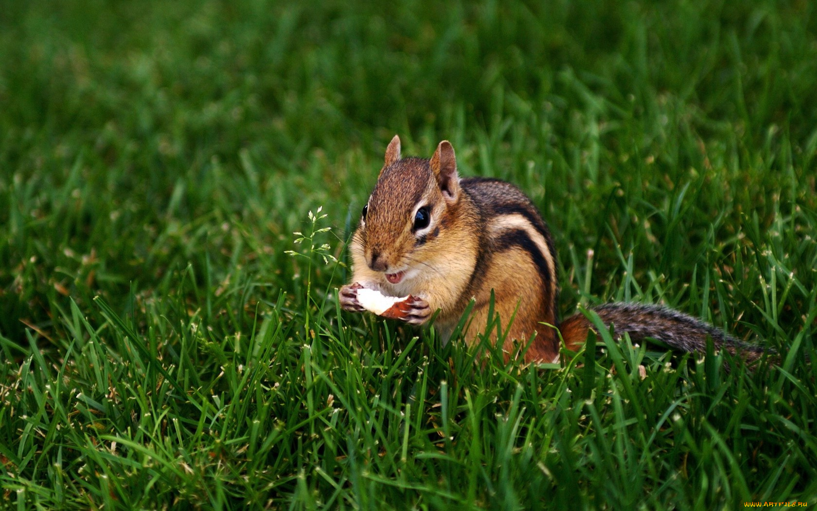 животные, бурундуки