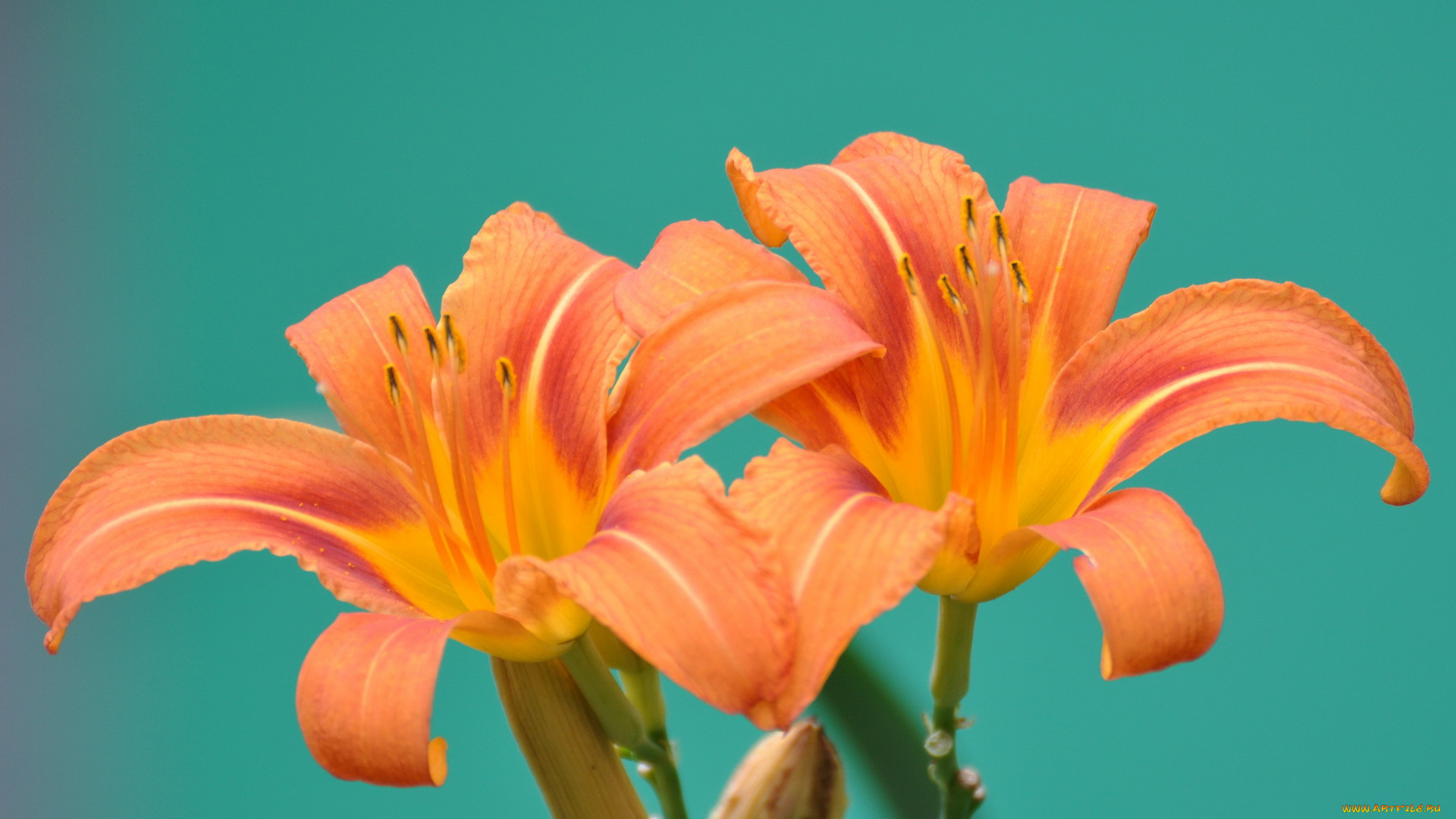 цветы, лилии, лилейники