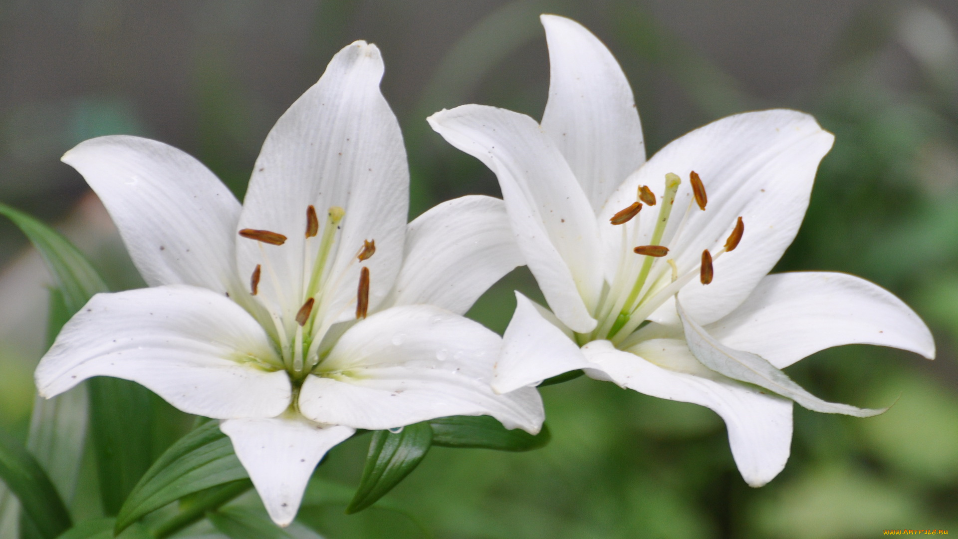 цветы, лилии, лилейники