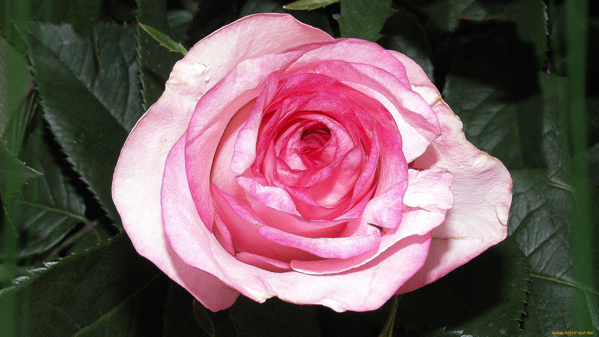 цветы, розы