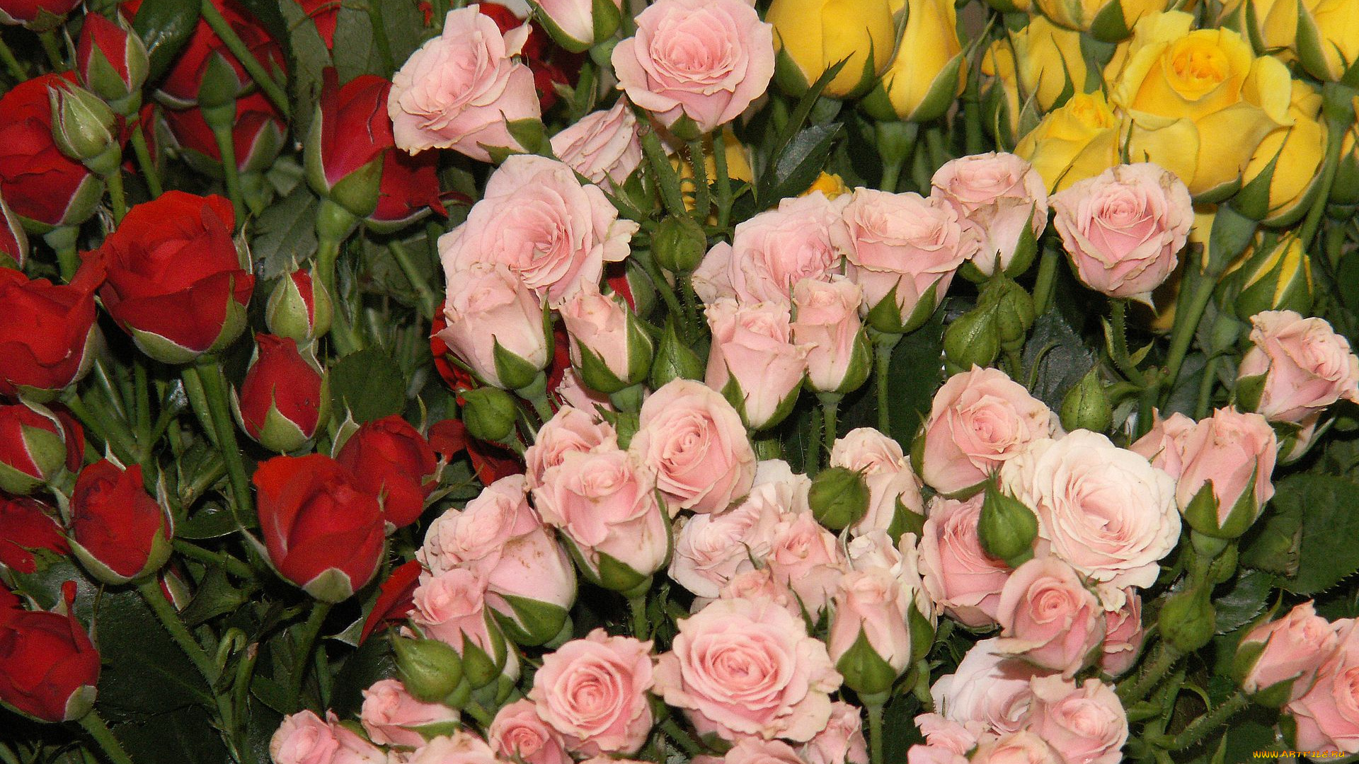 цветы, розы