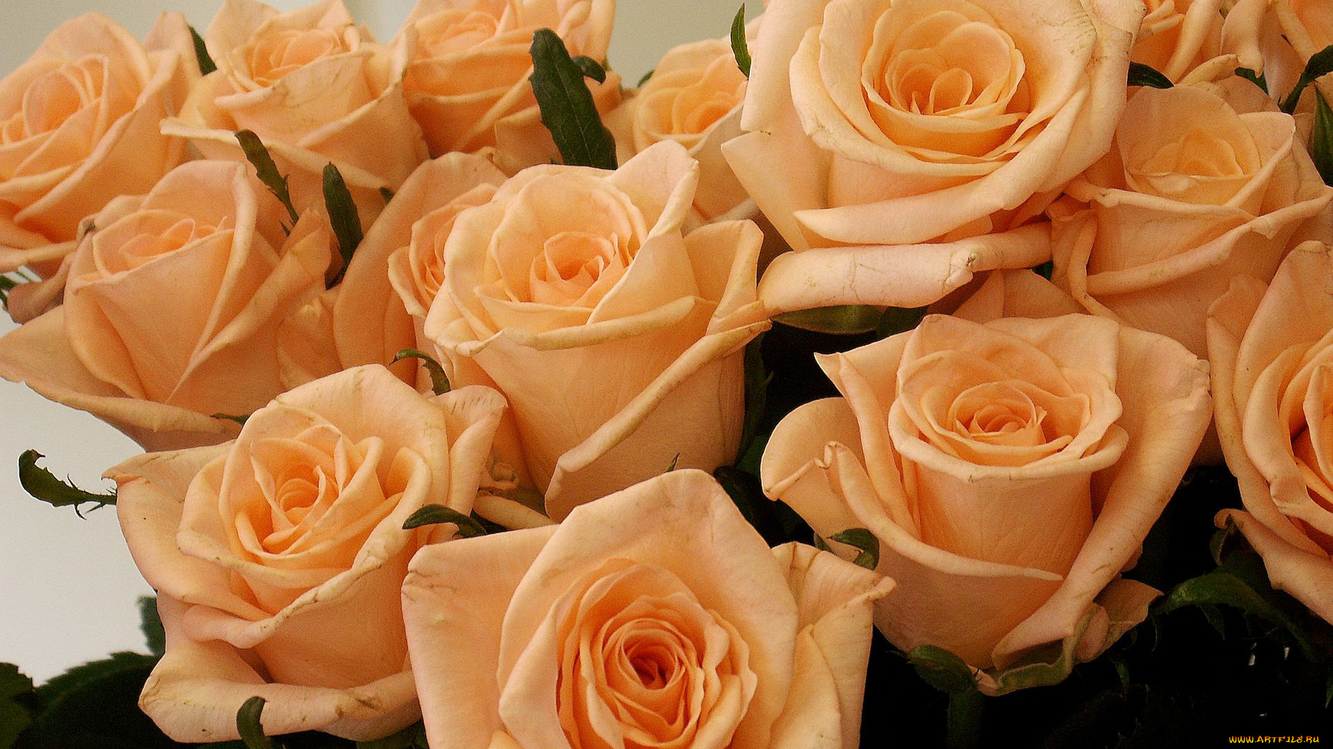 цветы, розы