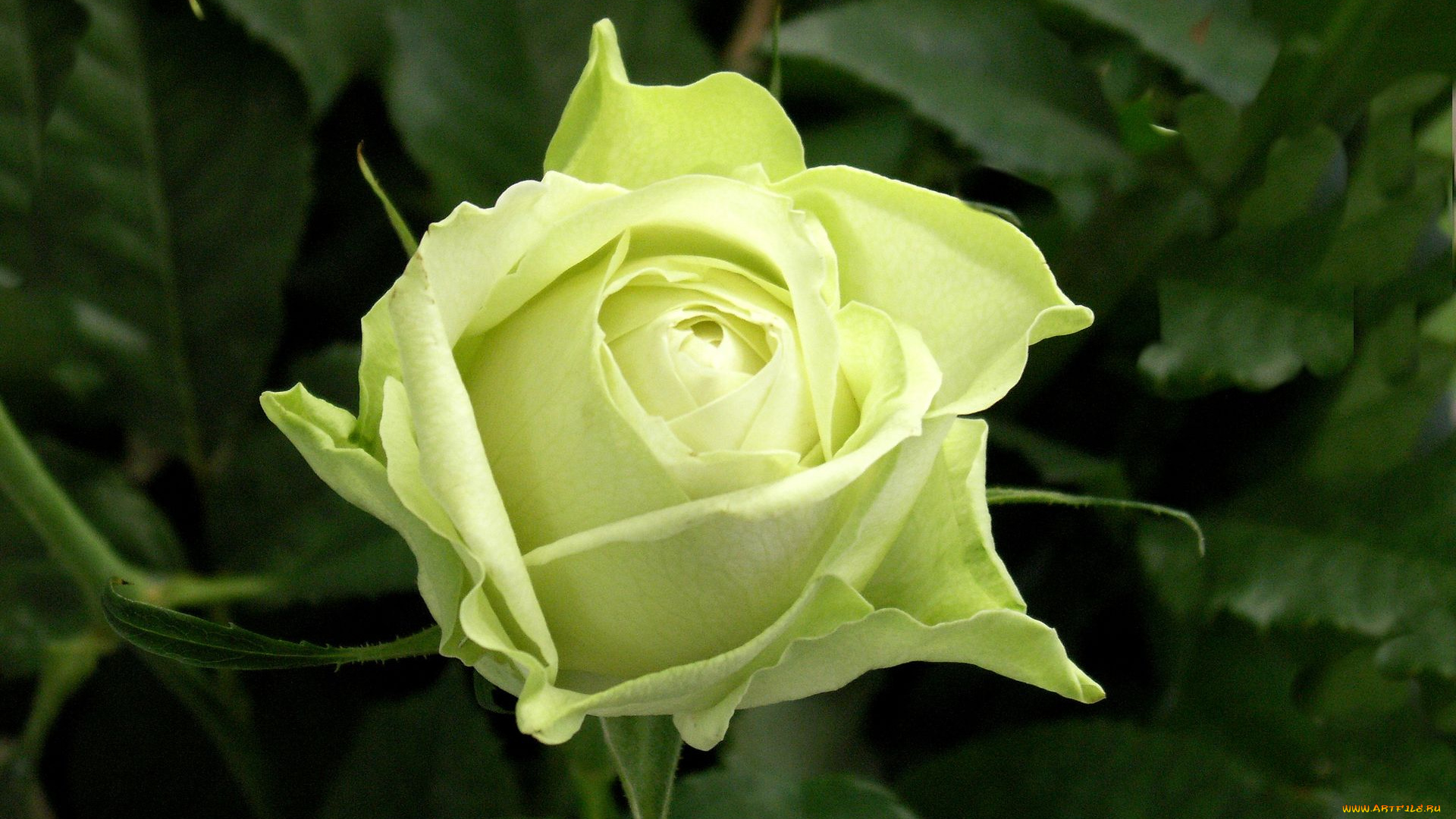 цветы, розы