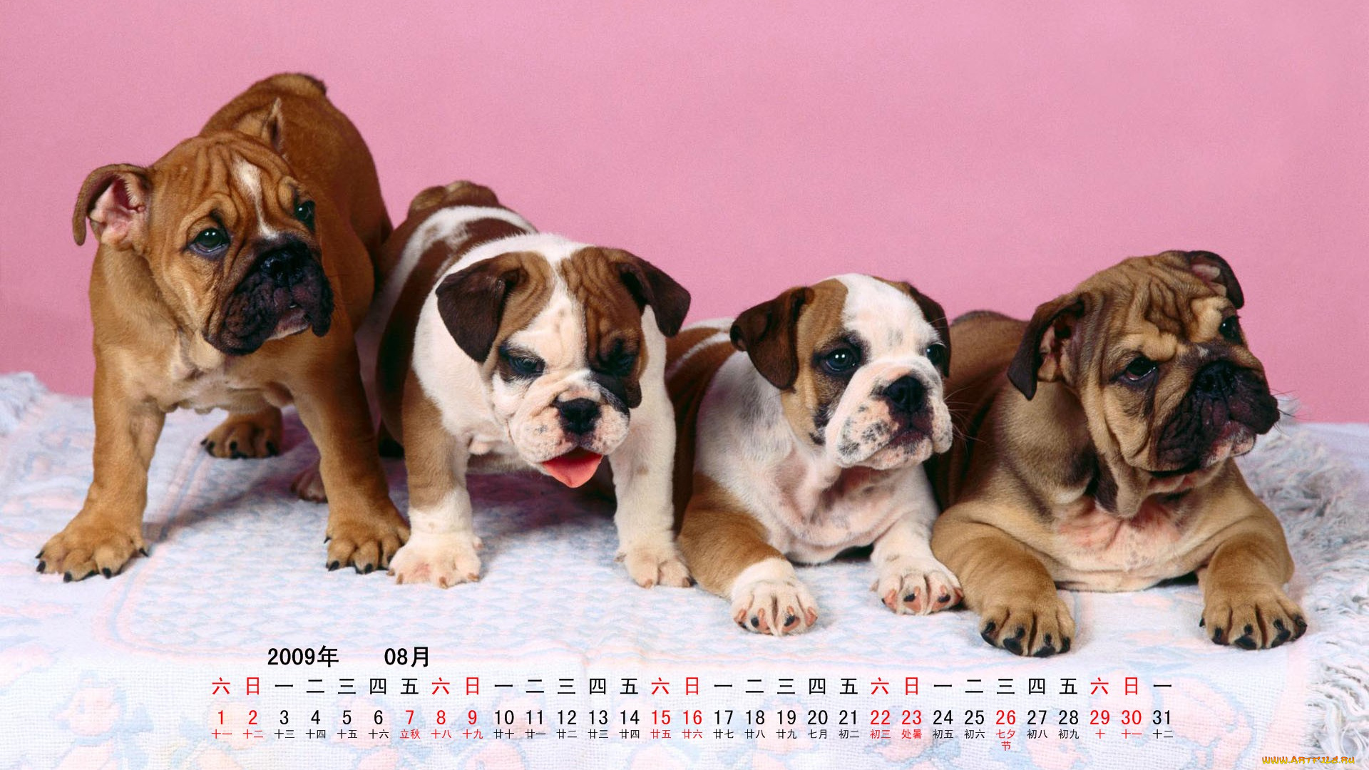 календари, животные