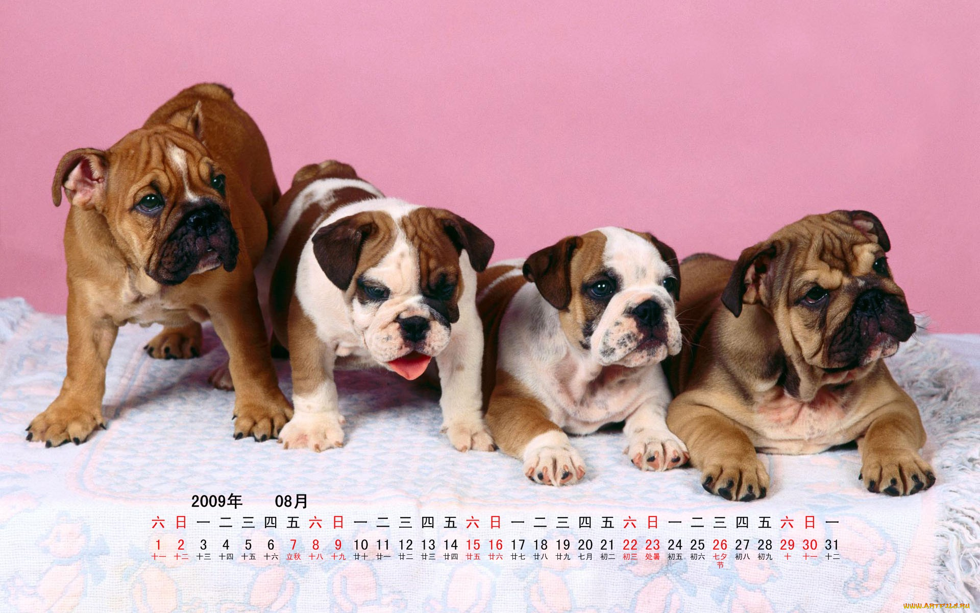 календари, животные