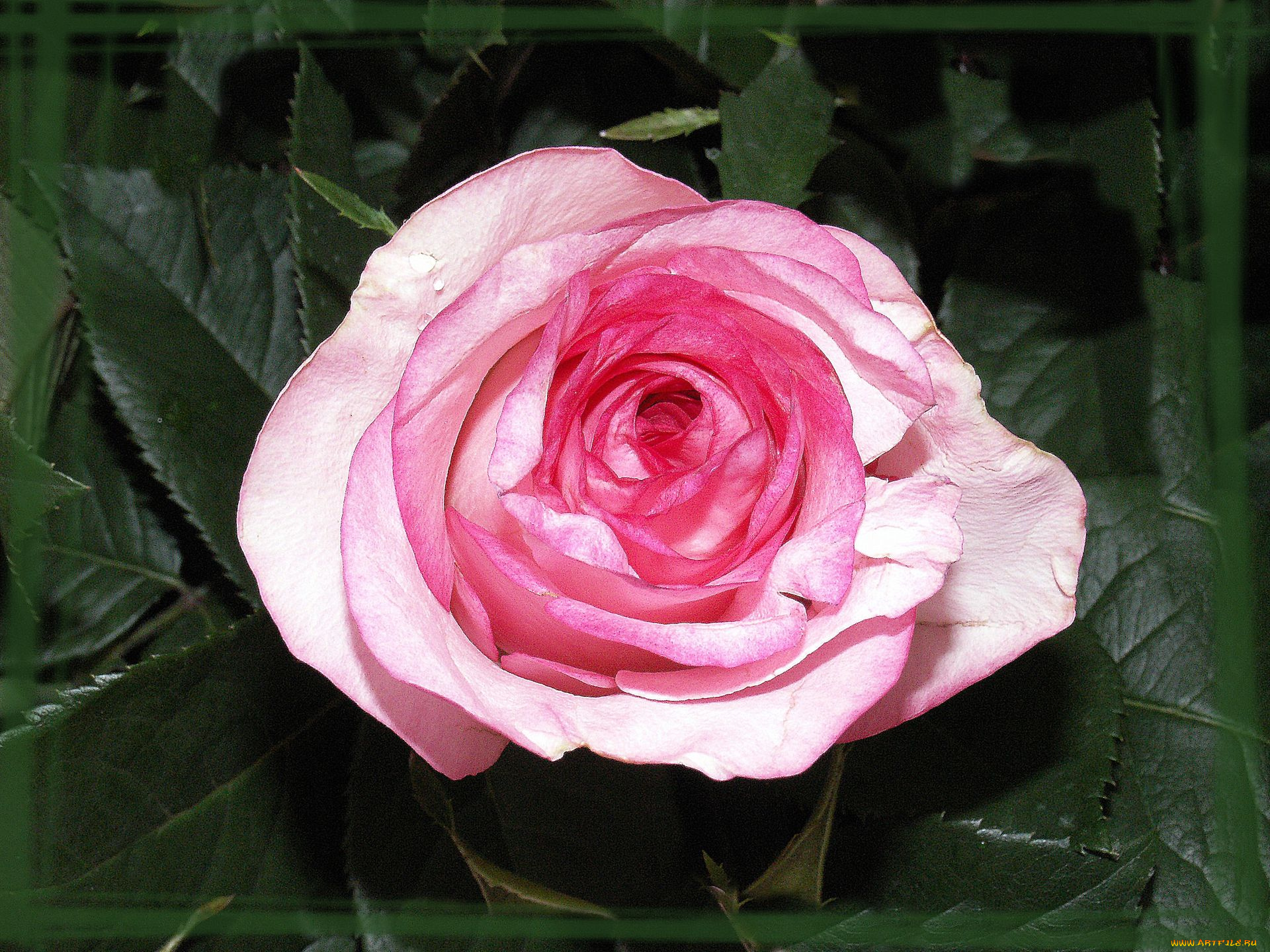 цветы, розы