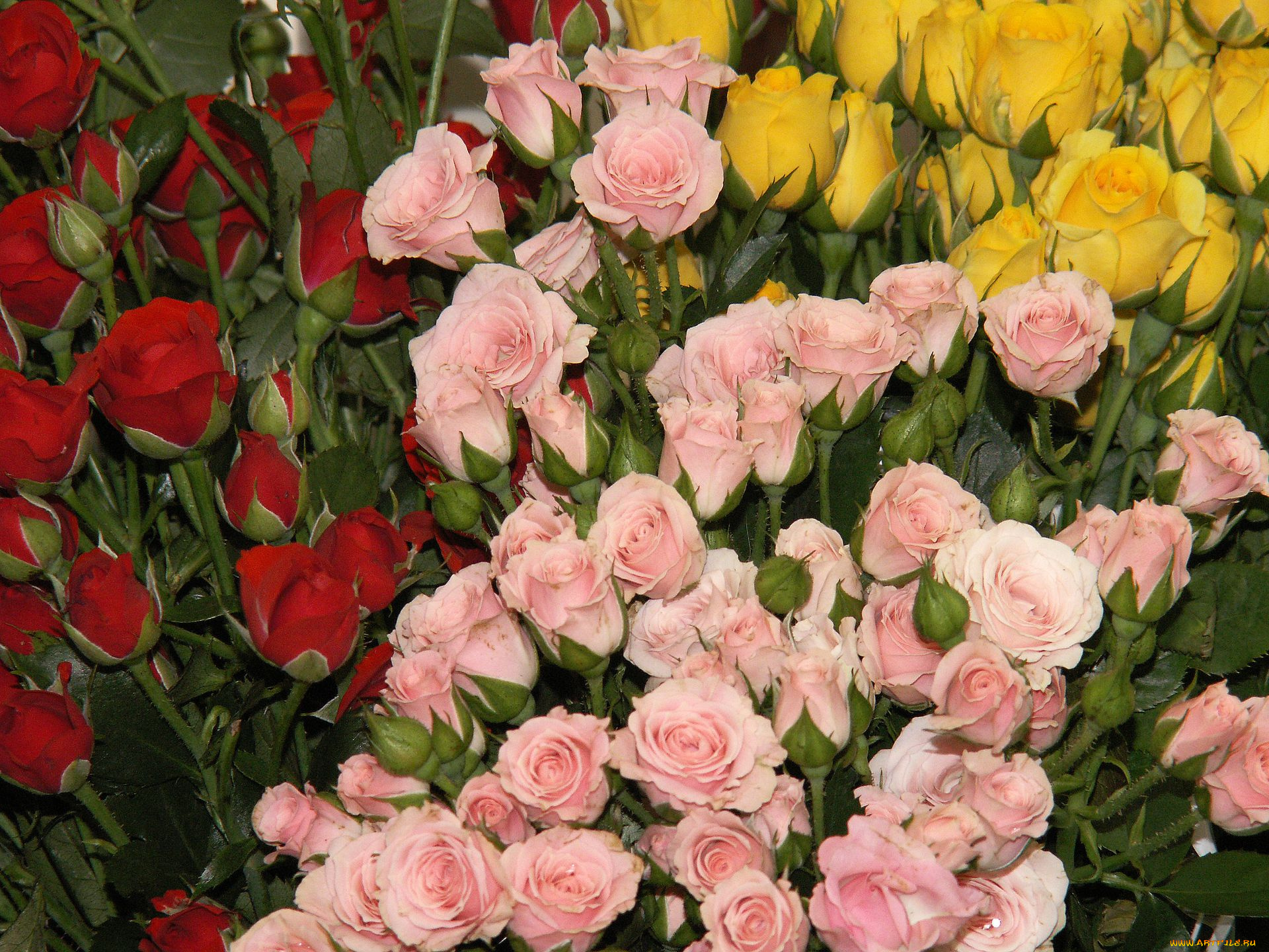 цветы, розы