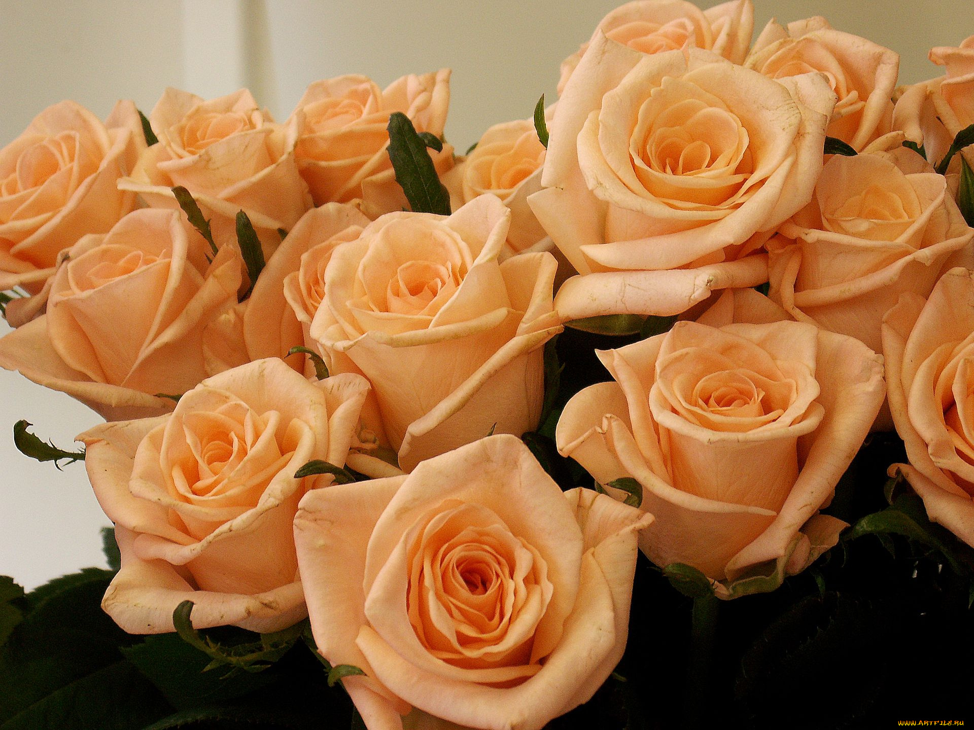 цветы, розы