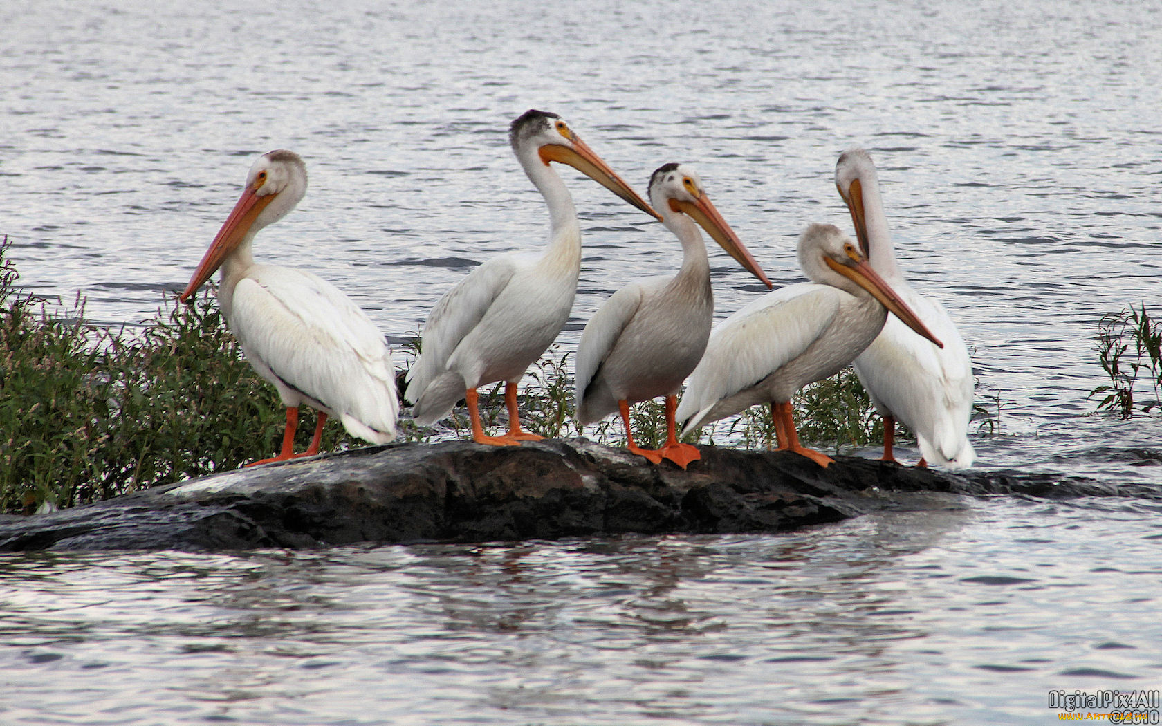 животные, пеликаны