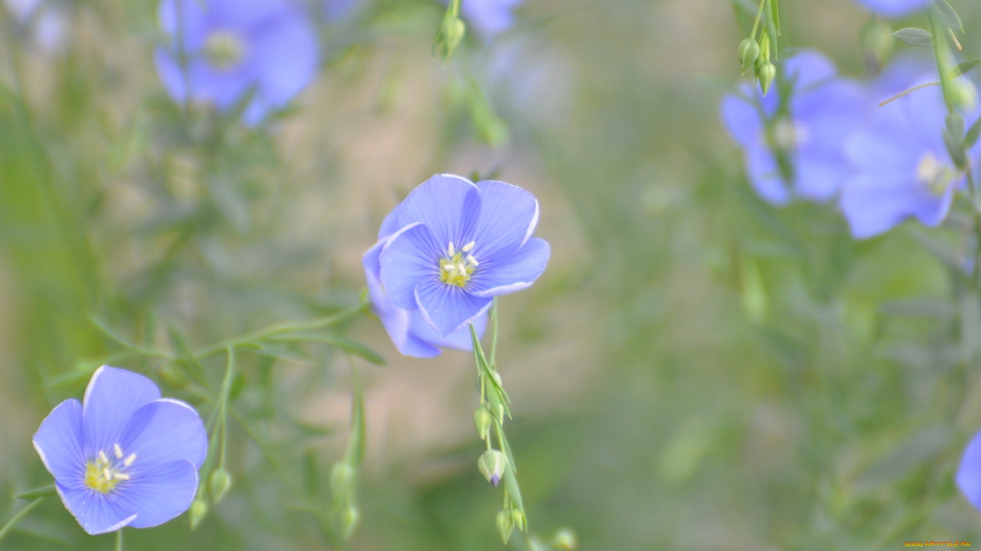 цветы, луговые, полевые