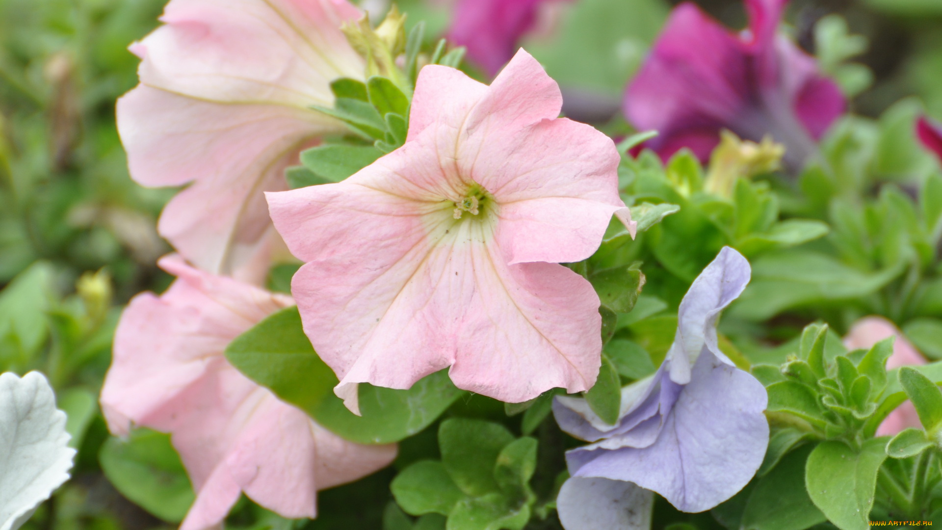 цветы, петунии, калибрахоа