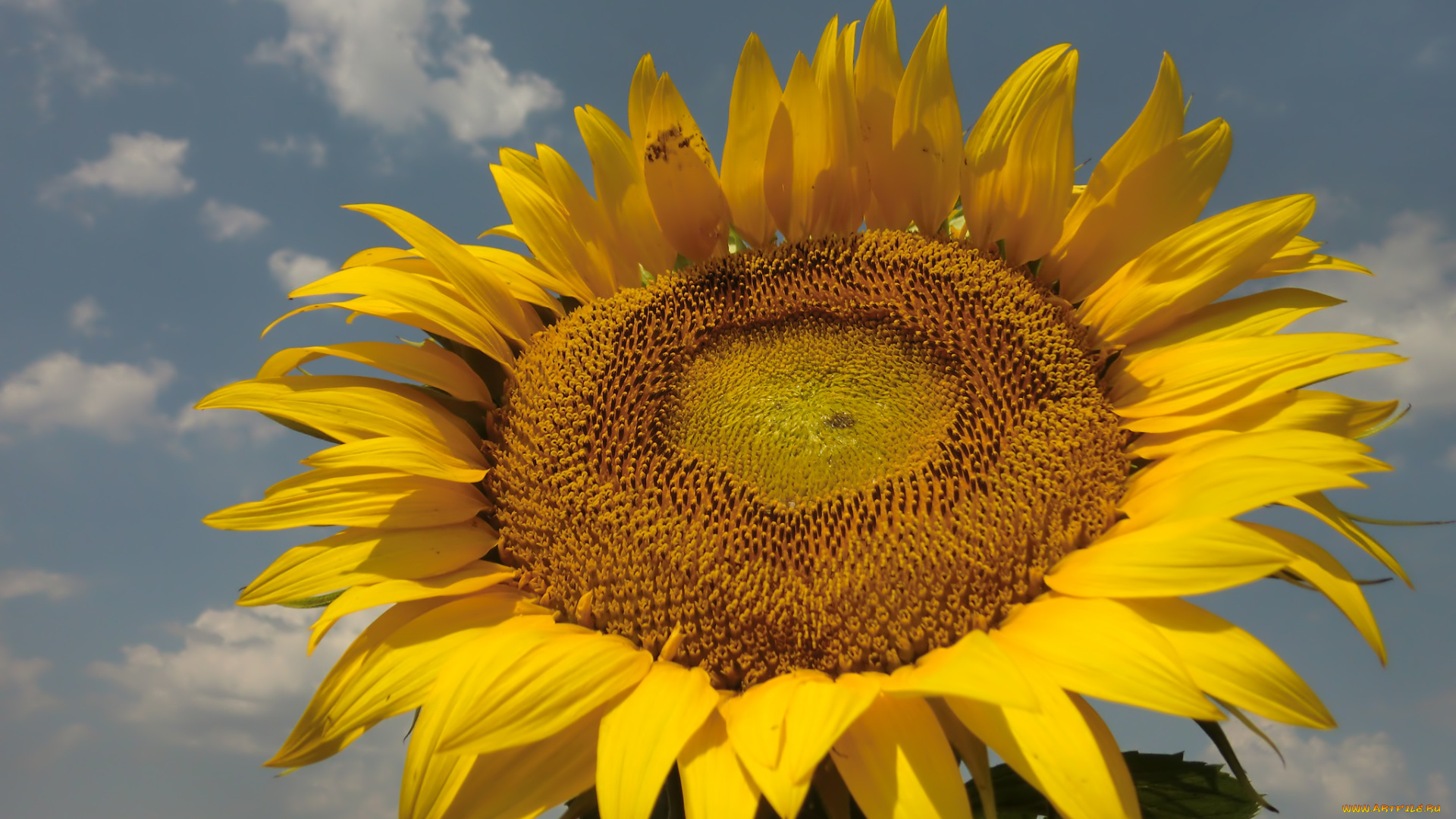 цветы, подсолнухи