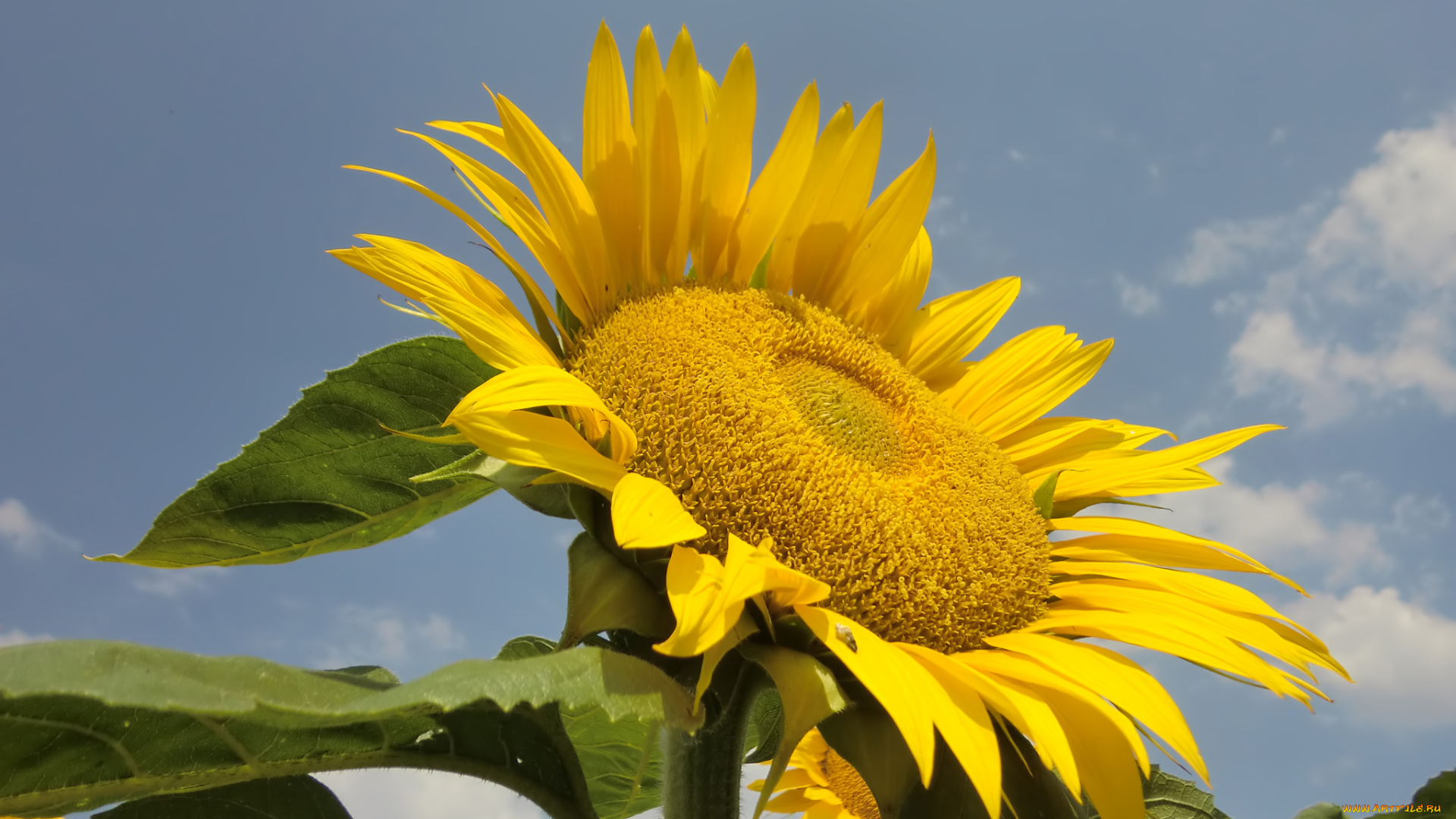 цветы, подсолнухи