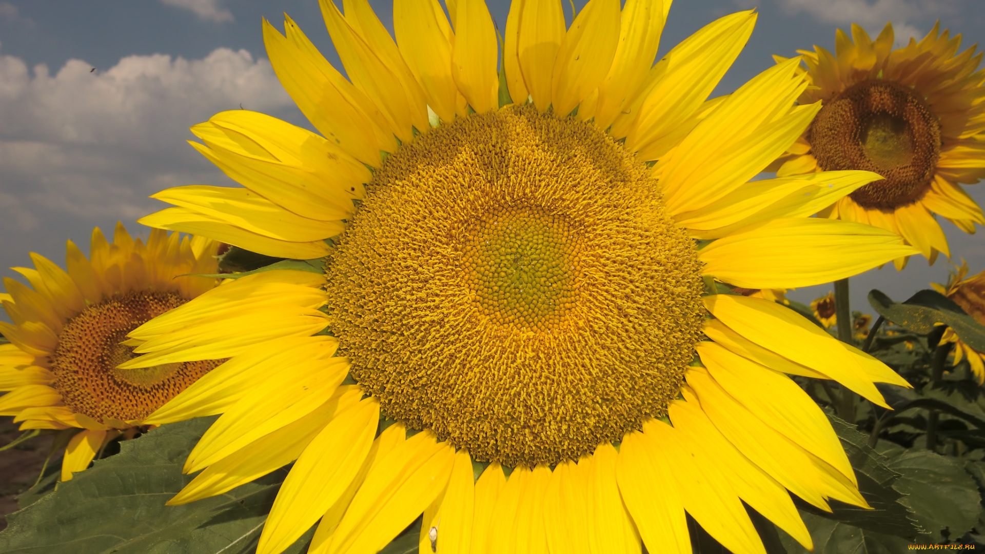 цветы, подсолнухи