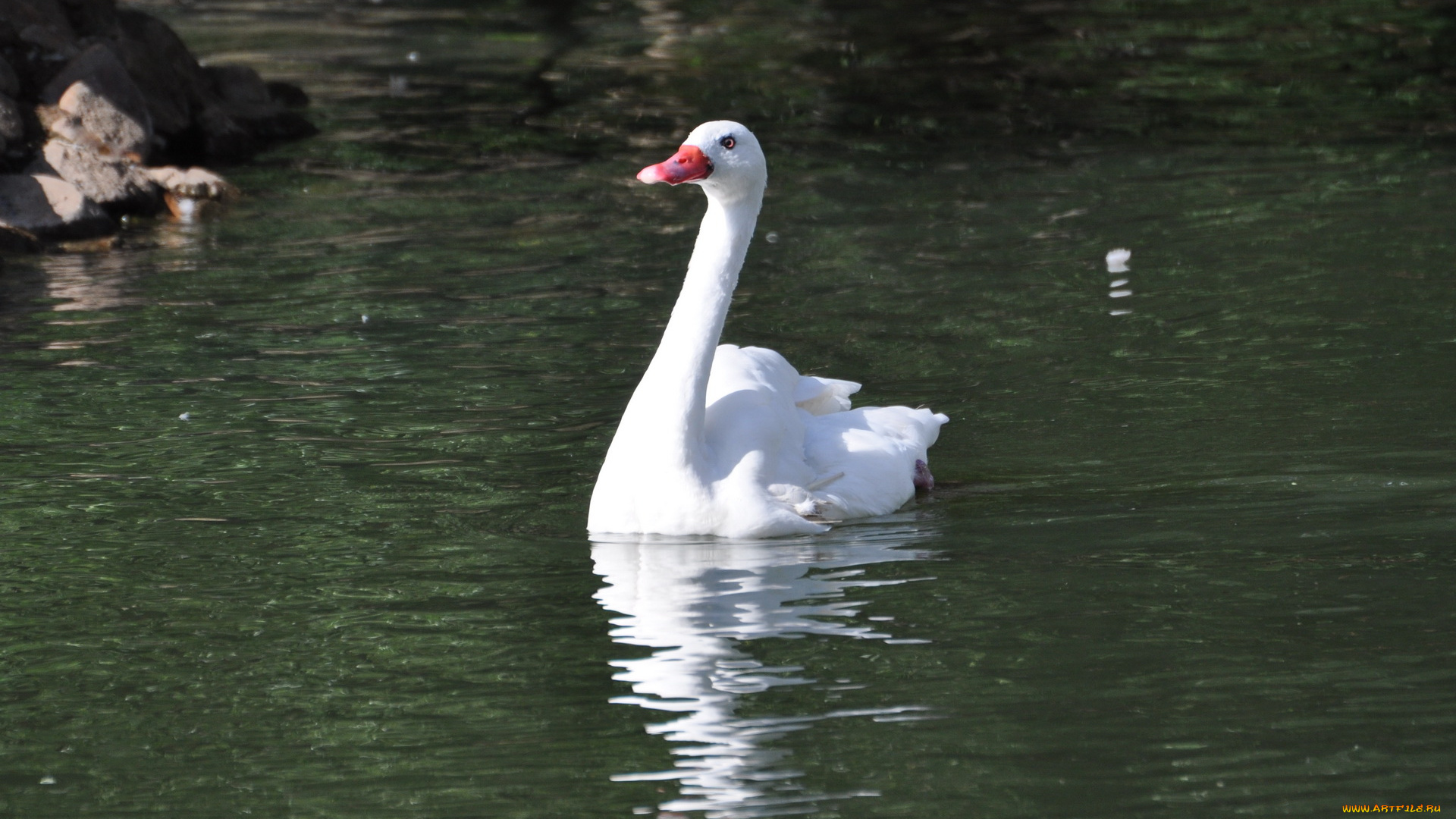 животные, лебеди