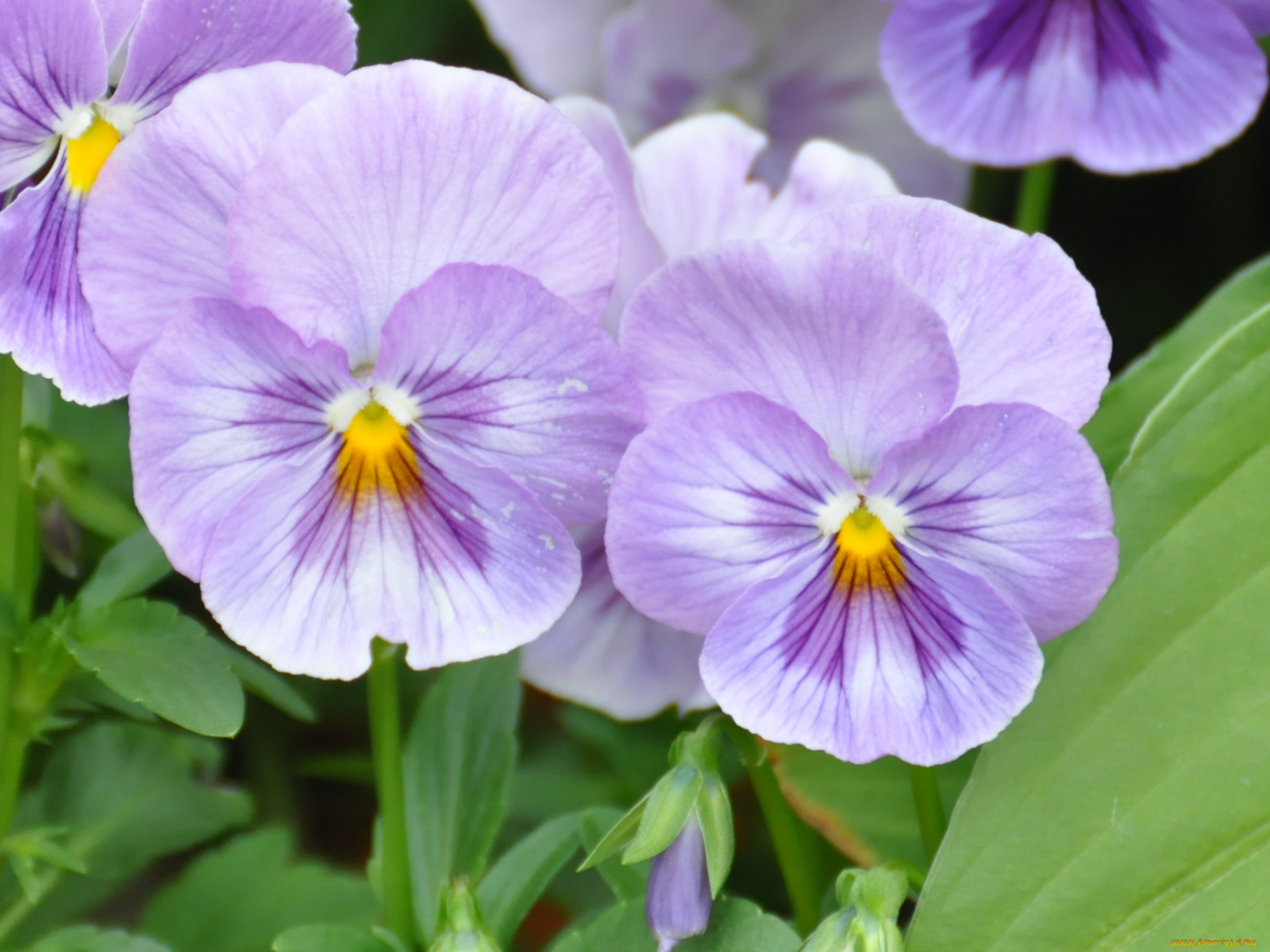цветы, анютины, глазки, садовые, фиалки