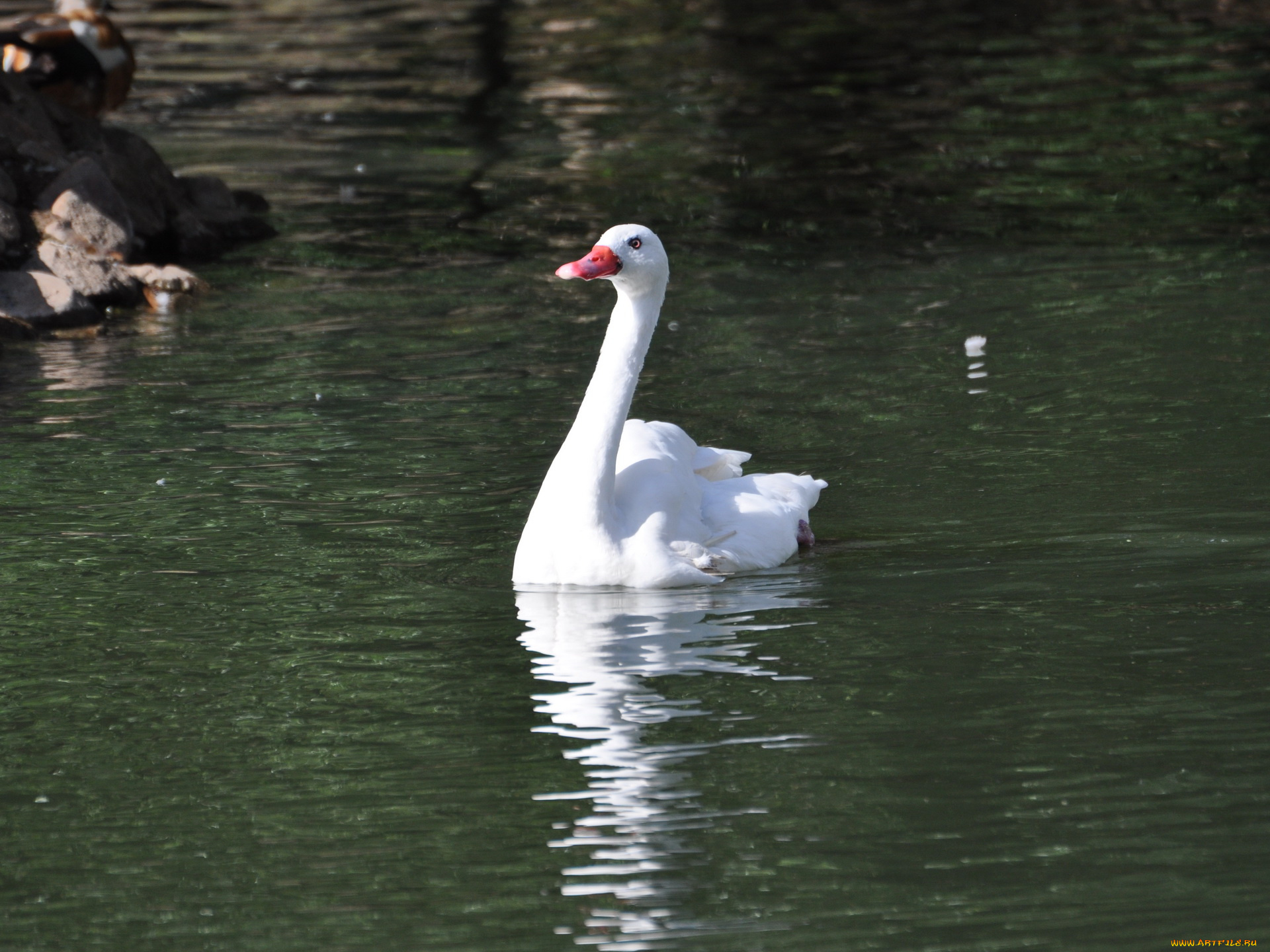 животные, лебеди