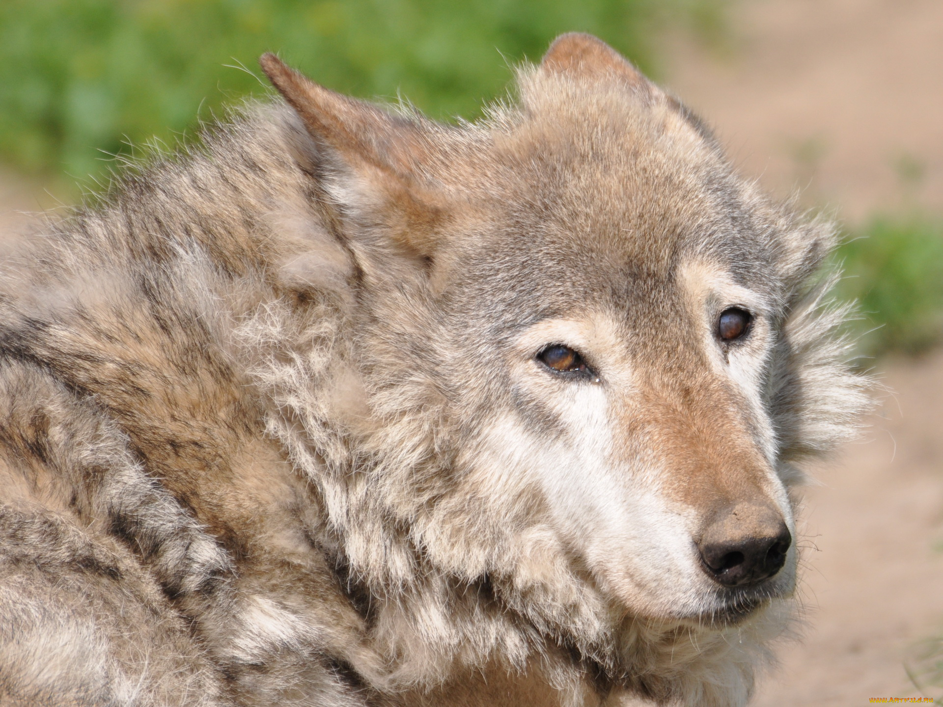 животные, волки