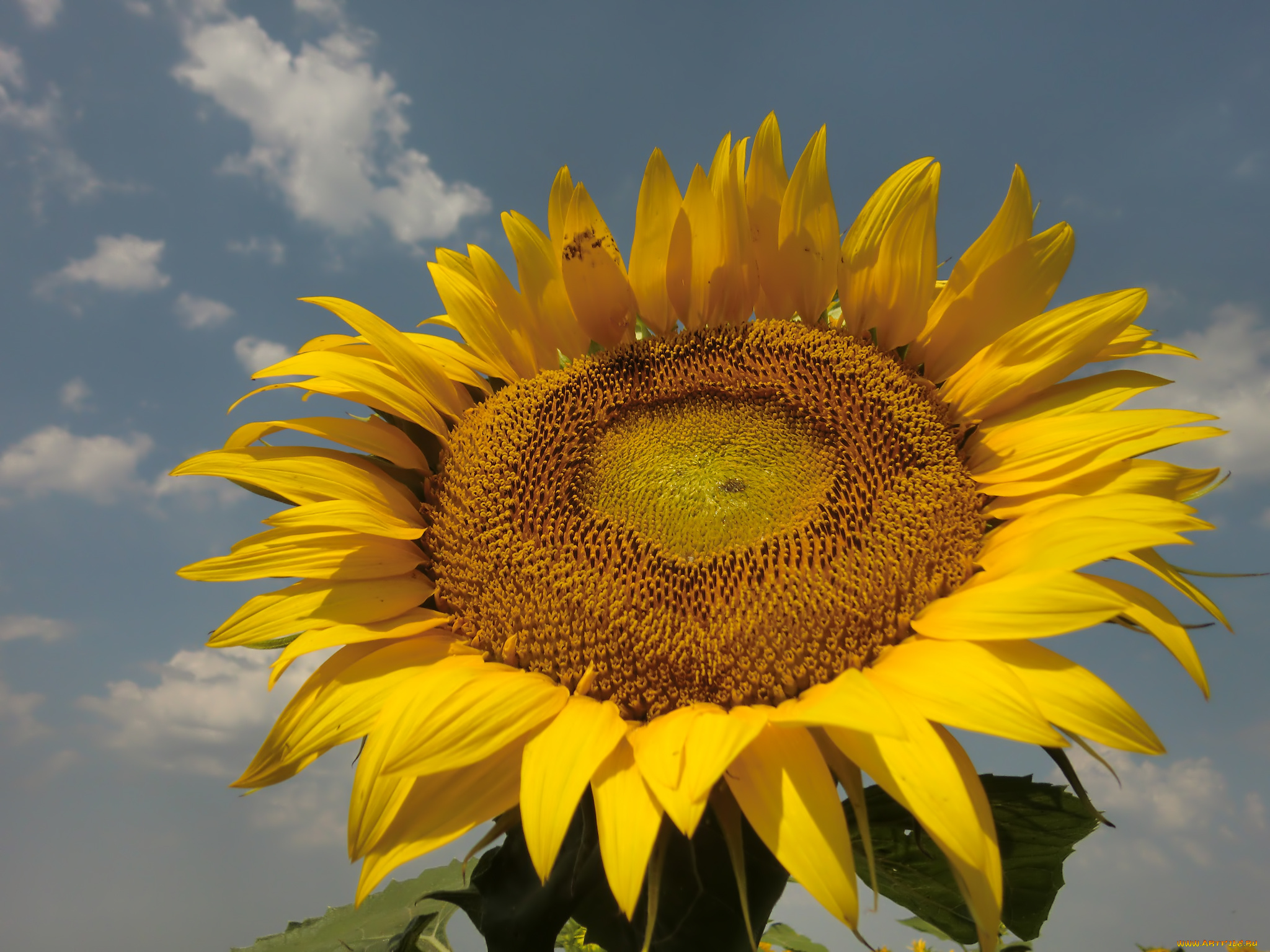 цветы, подсолнухи