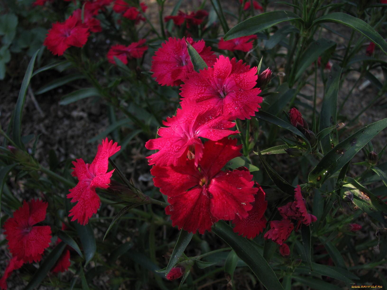 цветы, гвоздики, красные