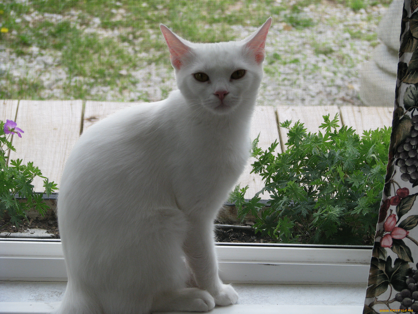 животные, коты, окно