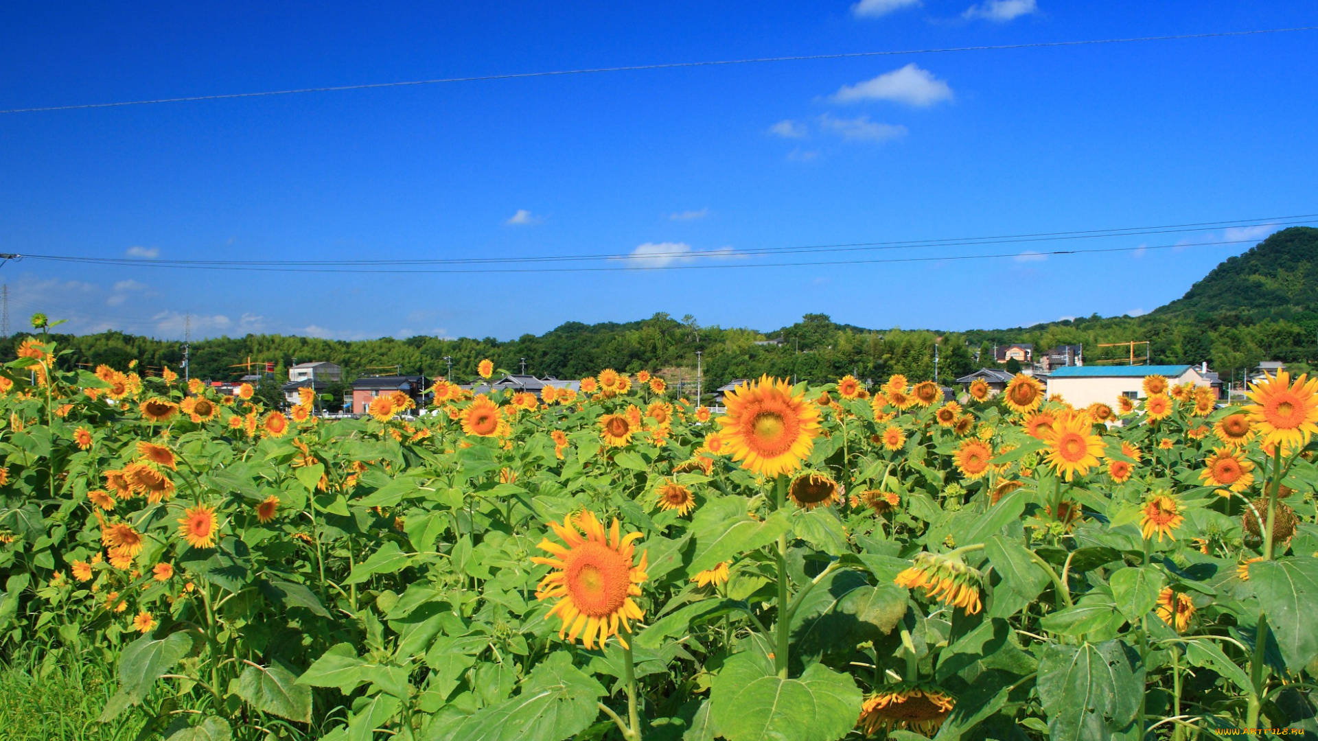 цветы, подсолнухи