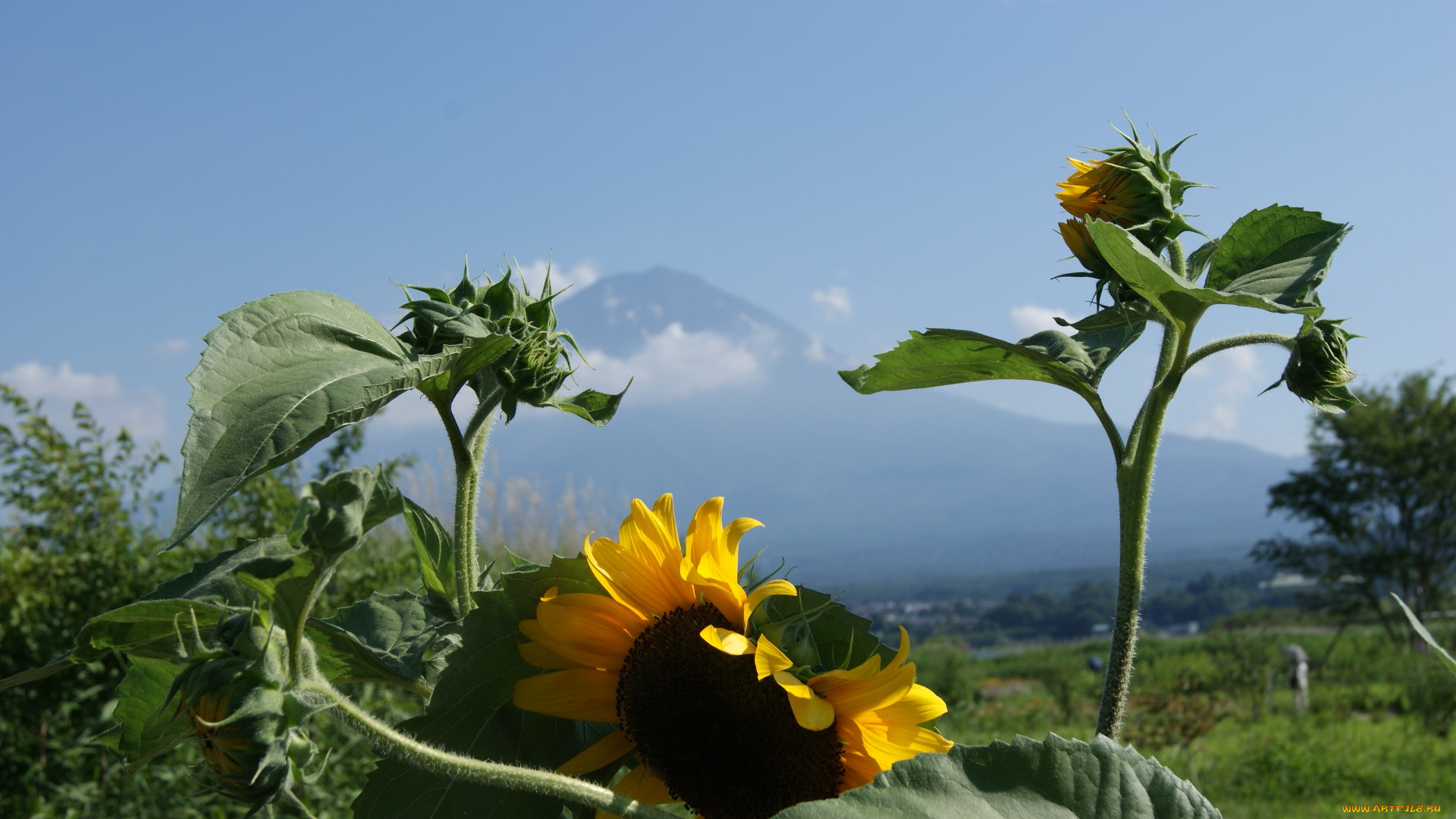 цветы, подсолнухи