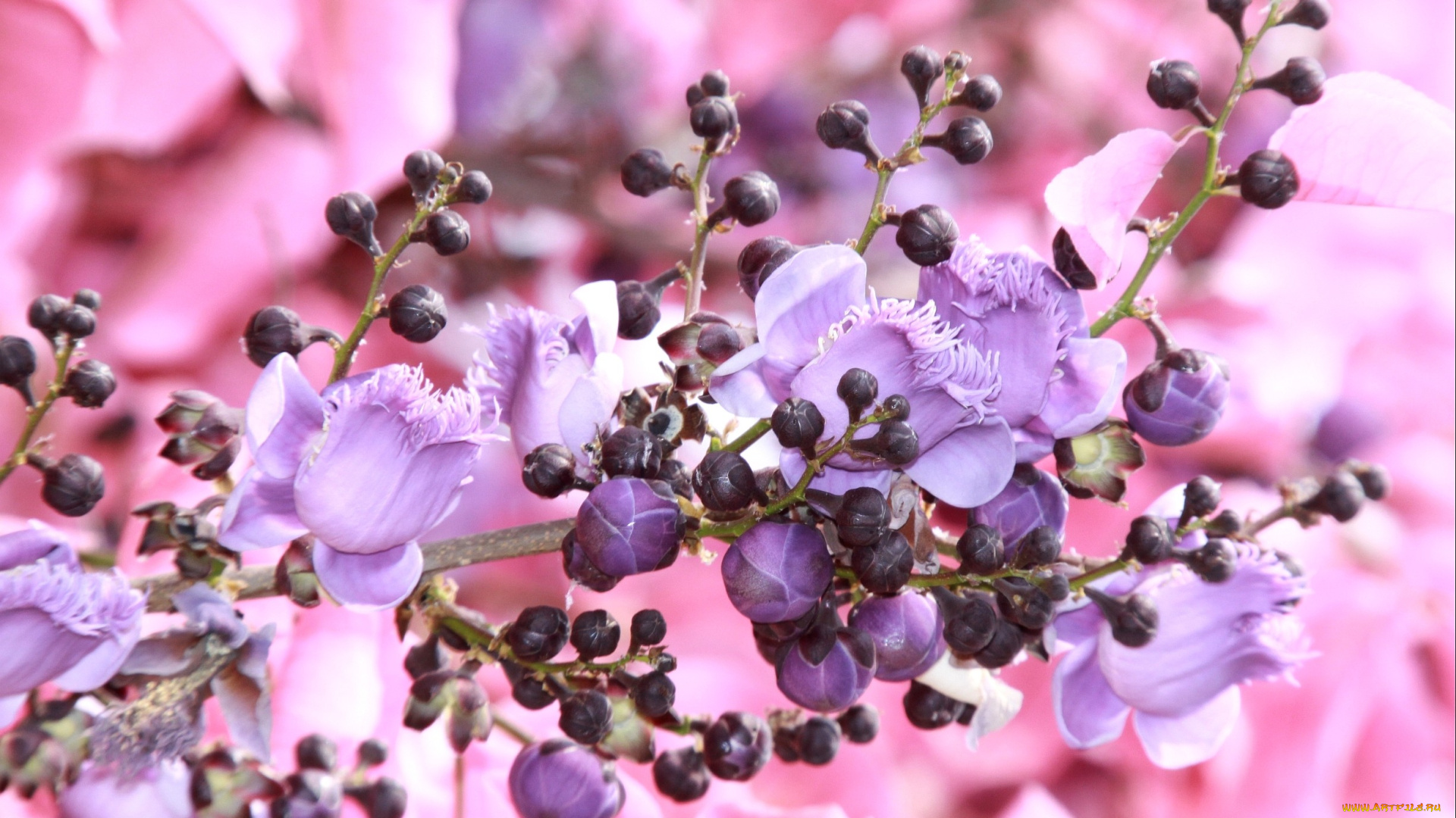 райский, орех, цветы, цветущие, деревья, кустарники, сиреневый, розовый