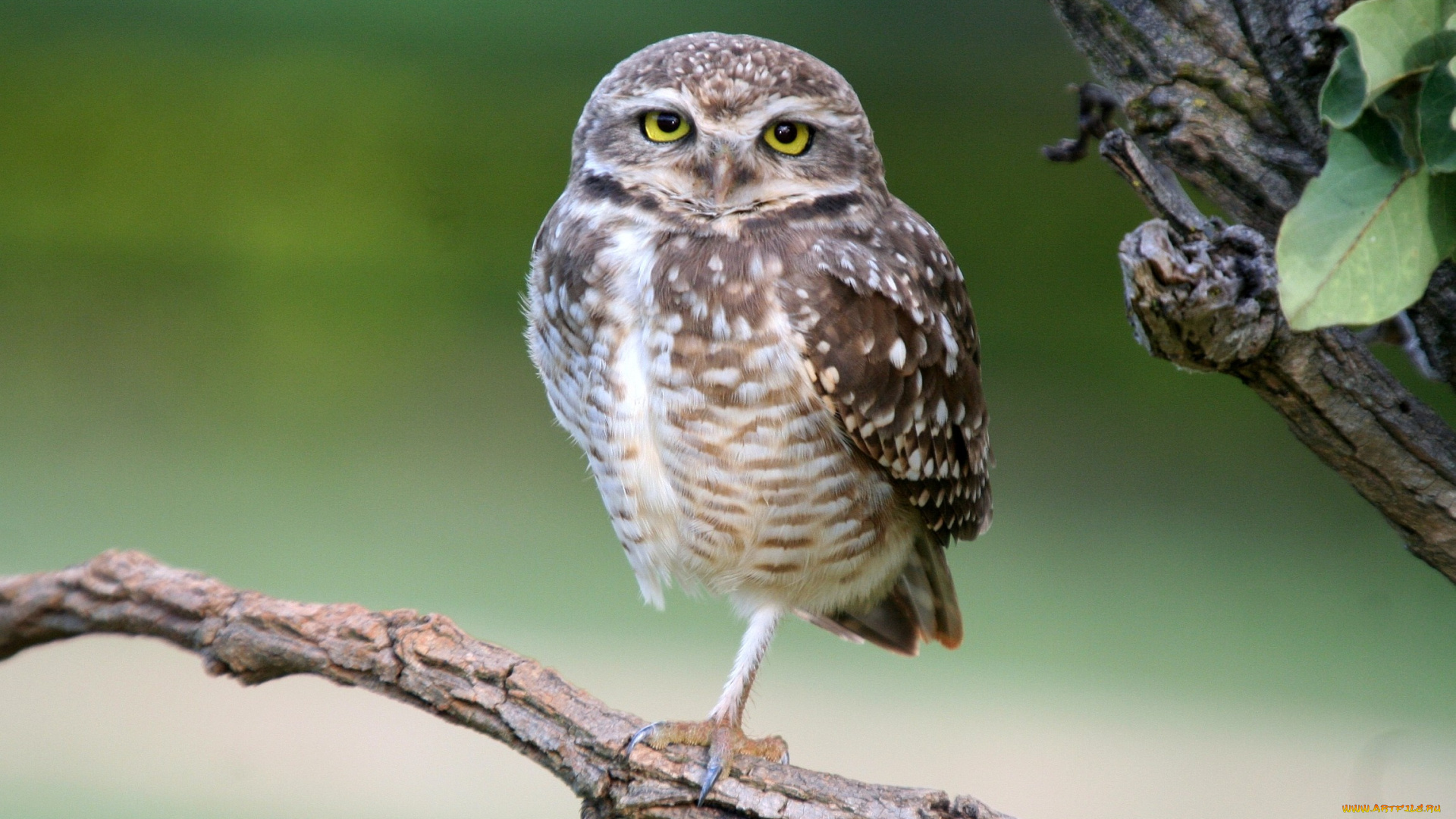 животные, совы, глаза, взгляд