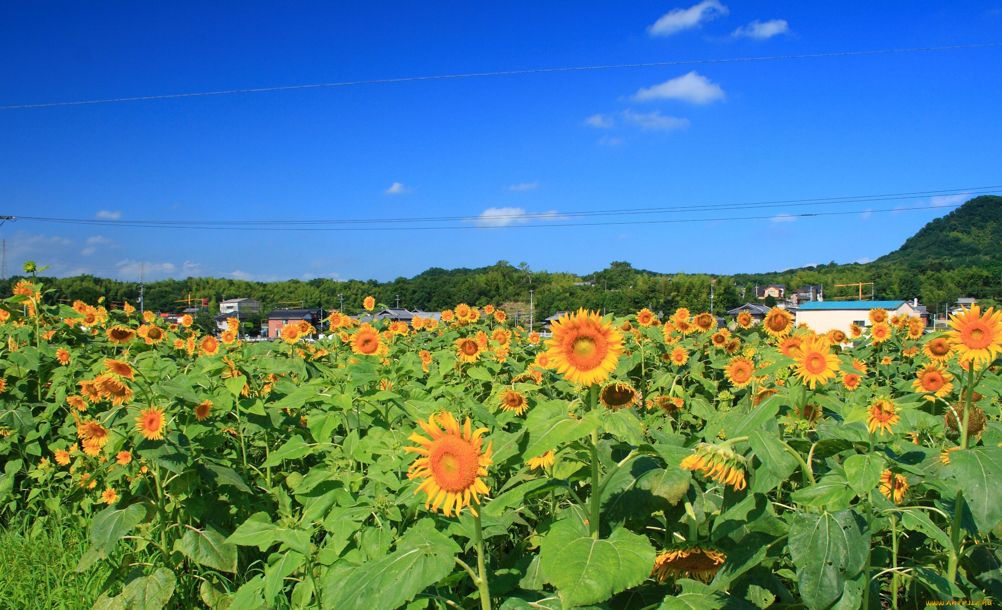цветы, подсолнухи