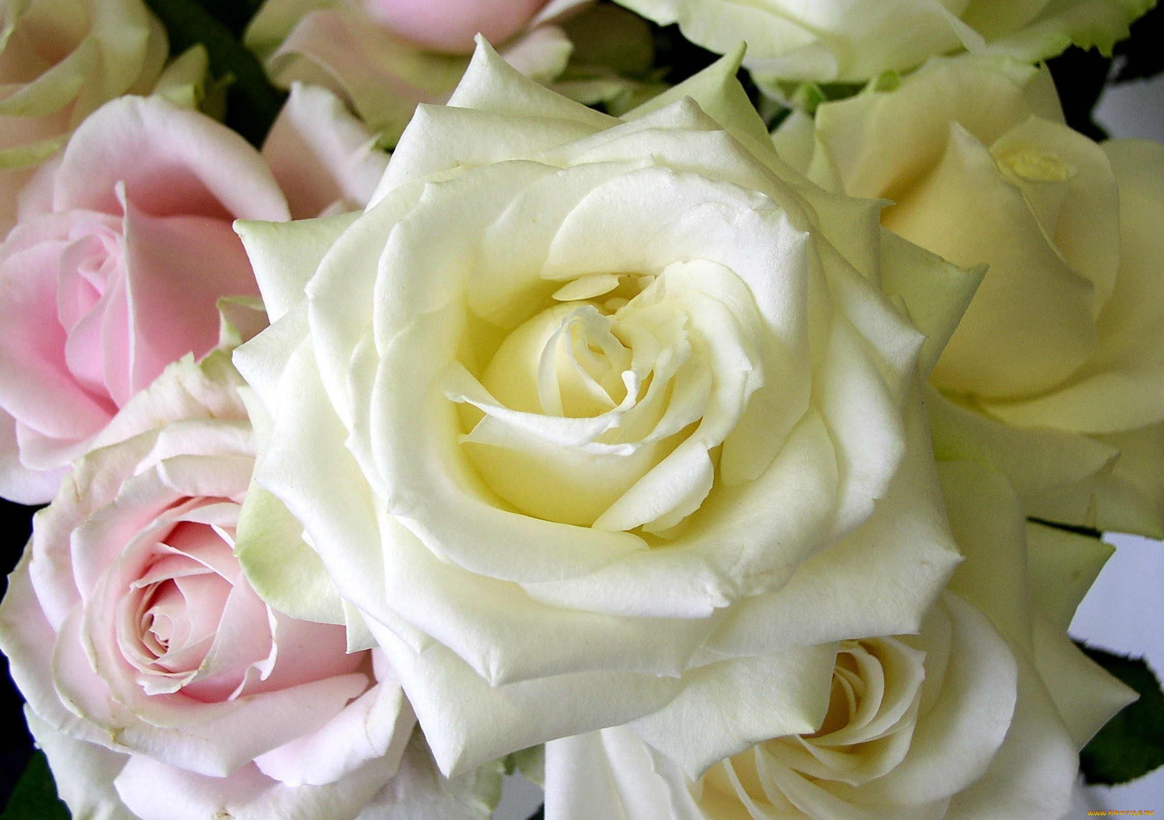 цветы, розы, белый, розовый