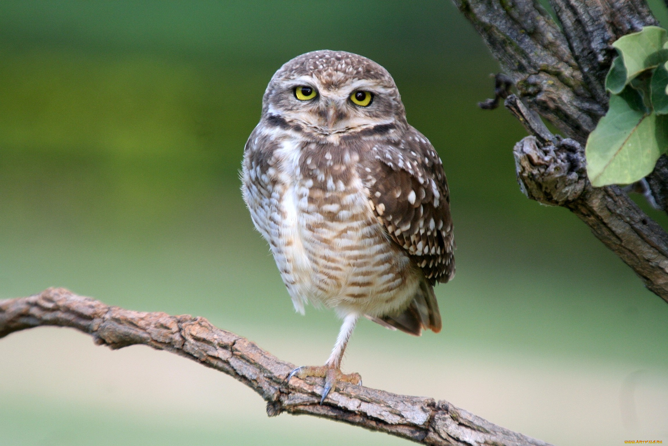 животные, совы, глаза, взгляд