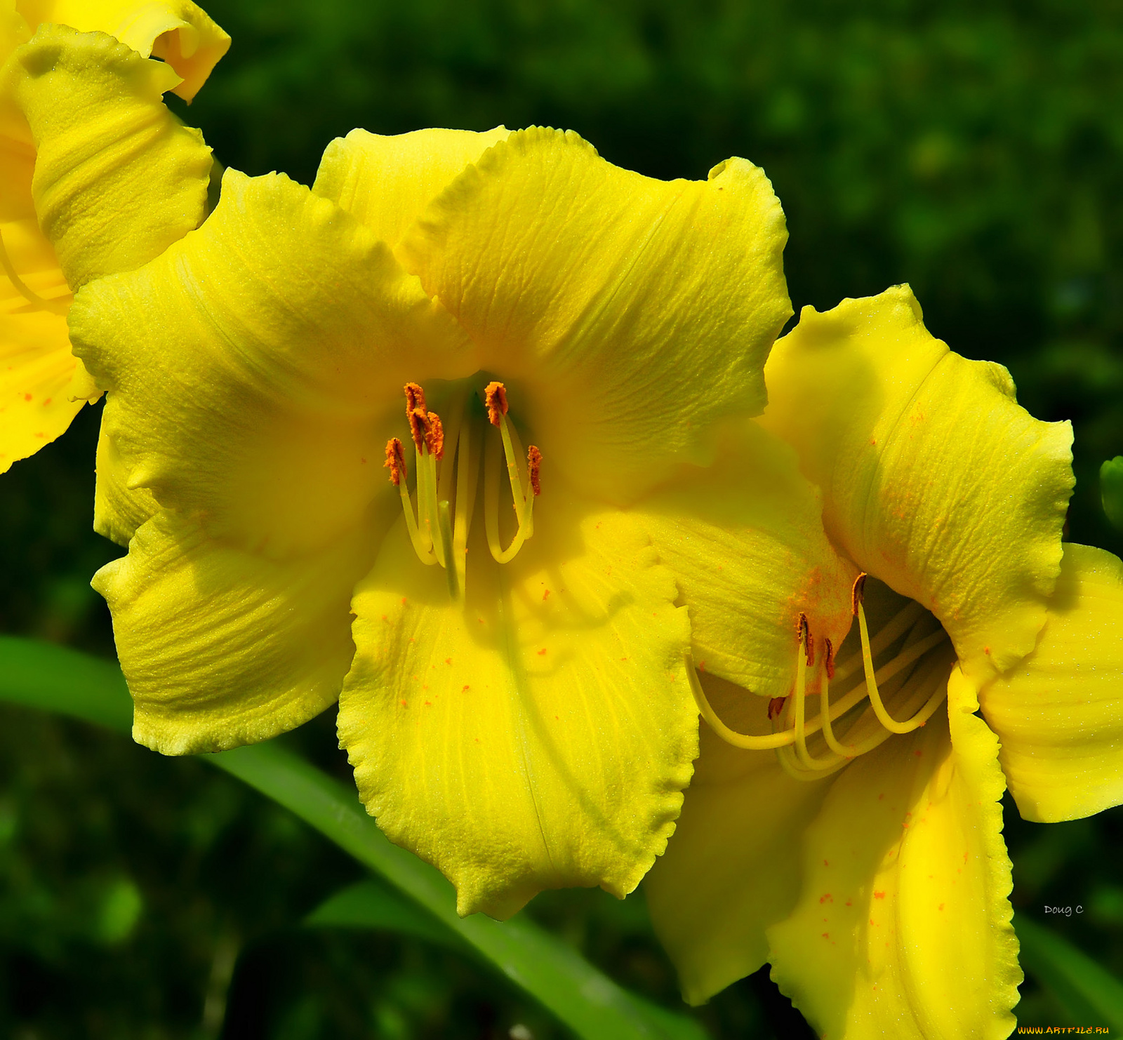 цветы, лилии, лилейники, желтый