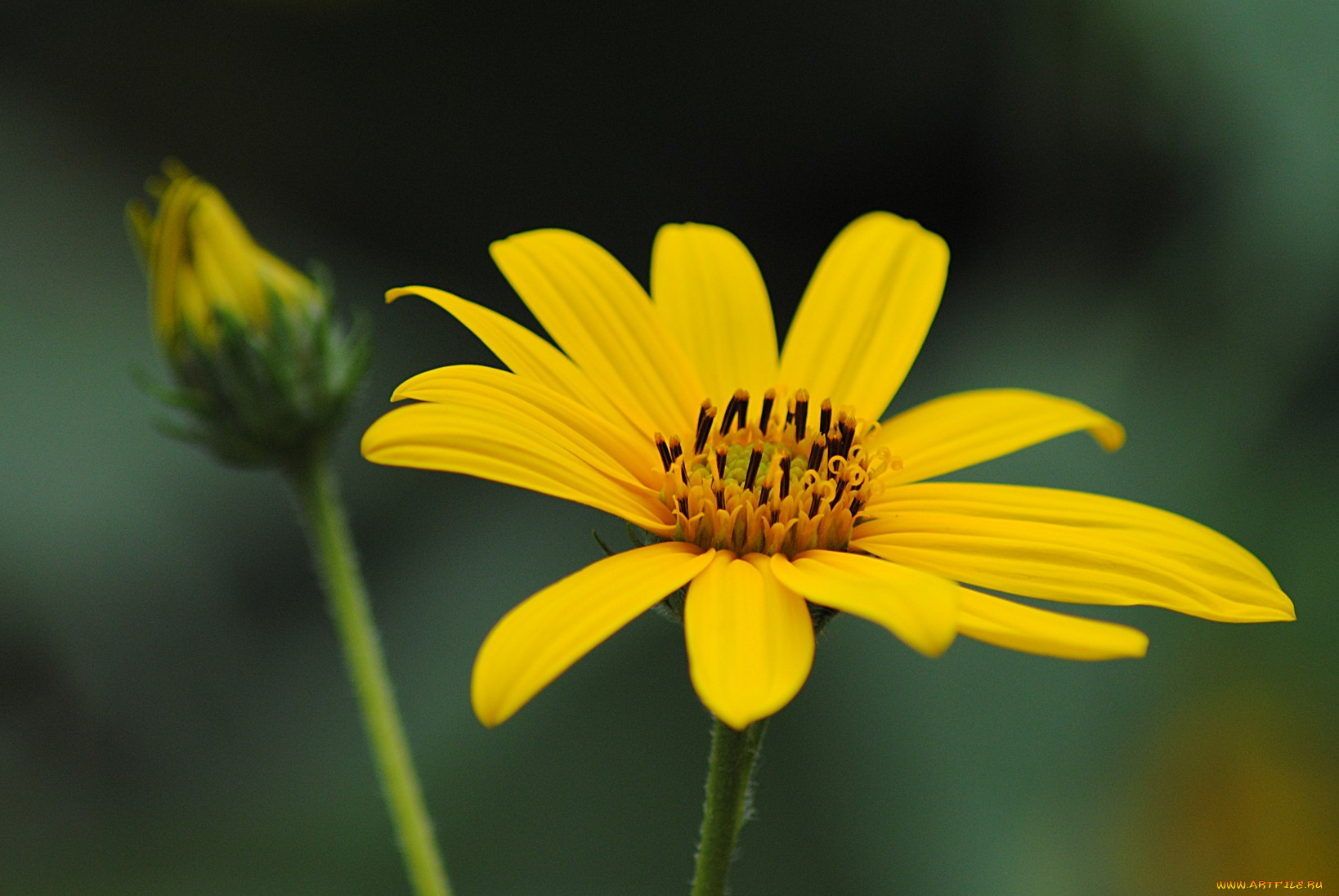 цветы, рудбекия