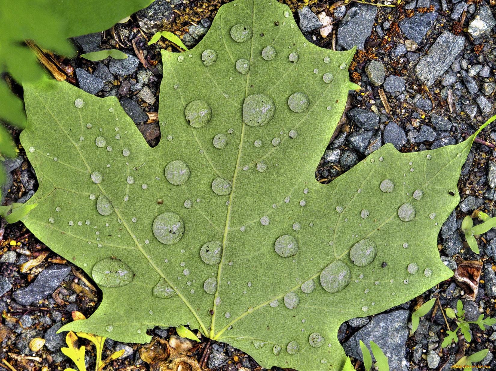 природа, листья, камни, капли, лист