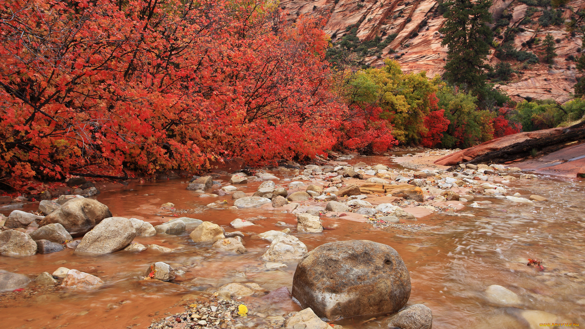 clear, creek, природа, реки, озера, камни, кусты, осень, ручей