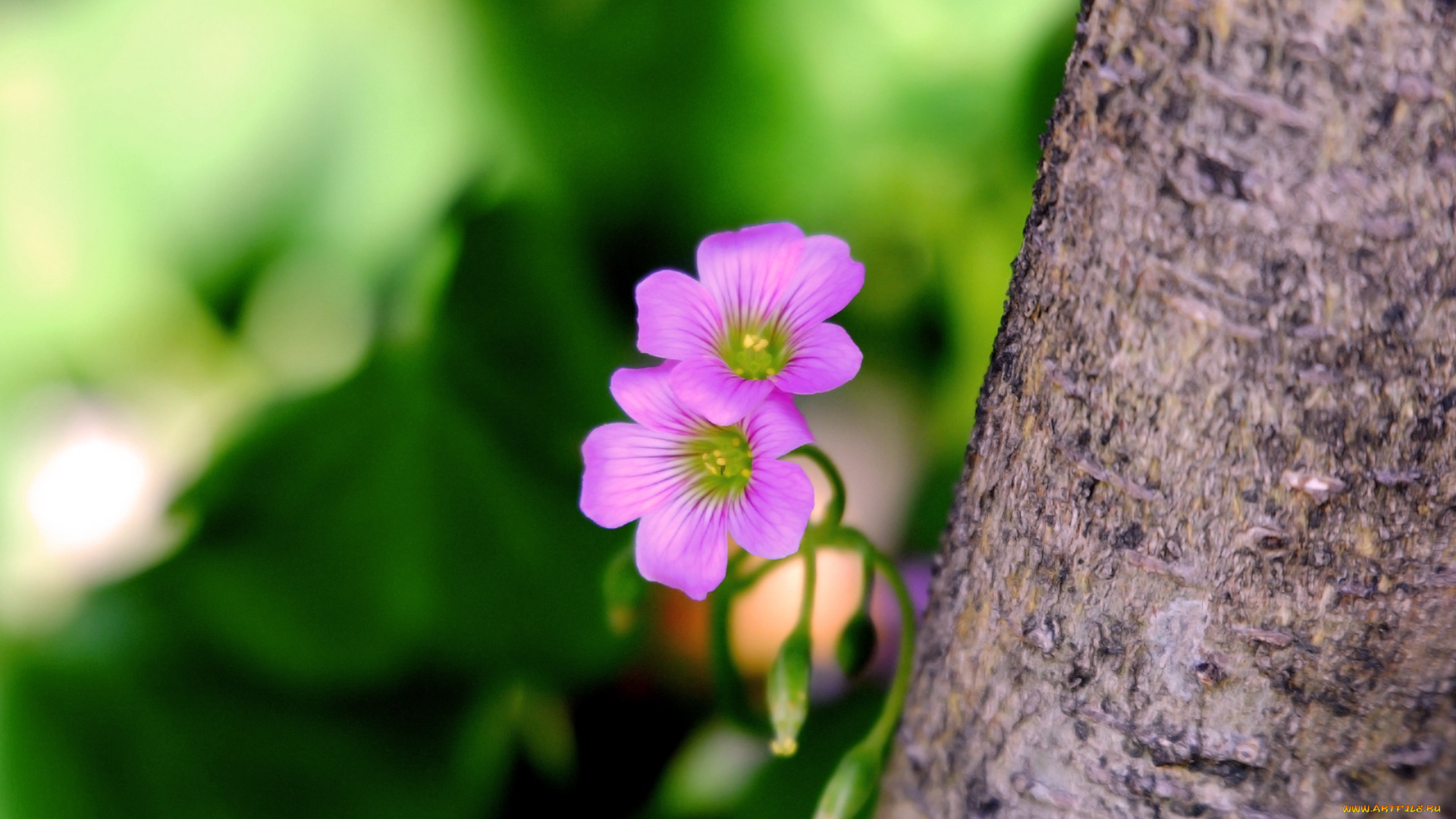 цветы, цветок