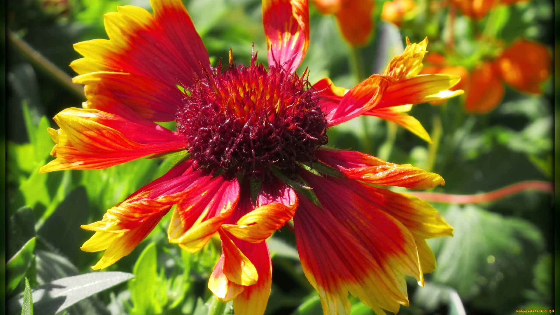 цветы, гайлардии, гелениумы, красный