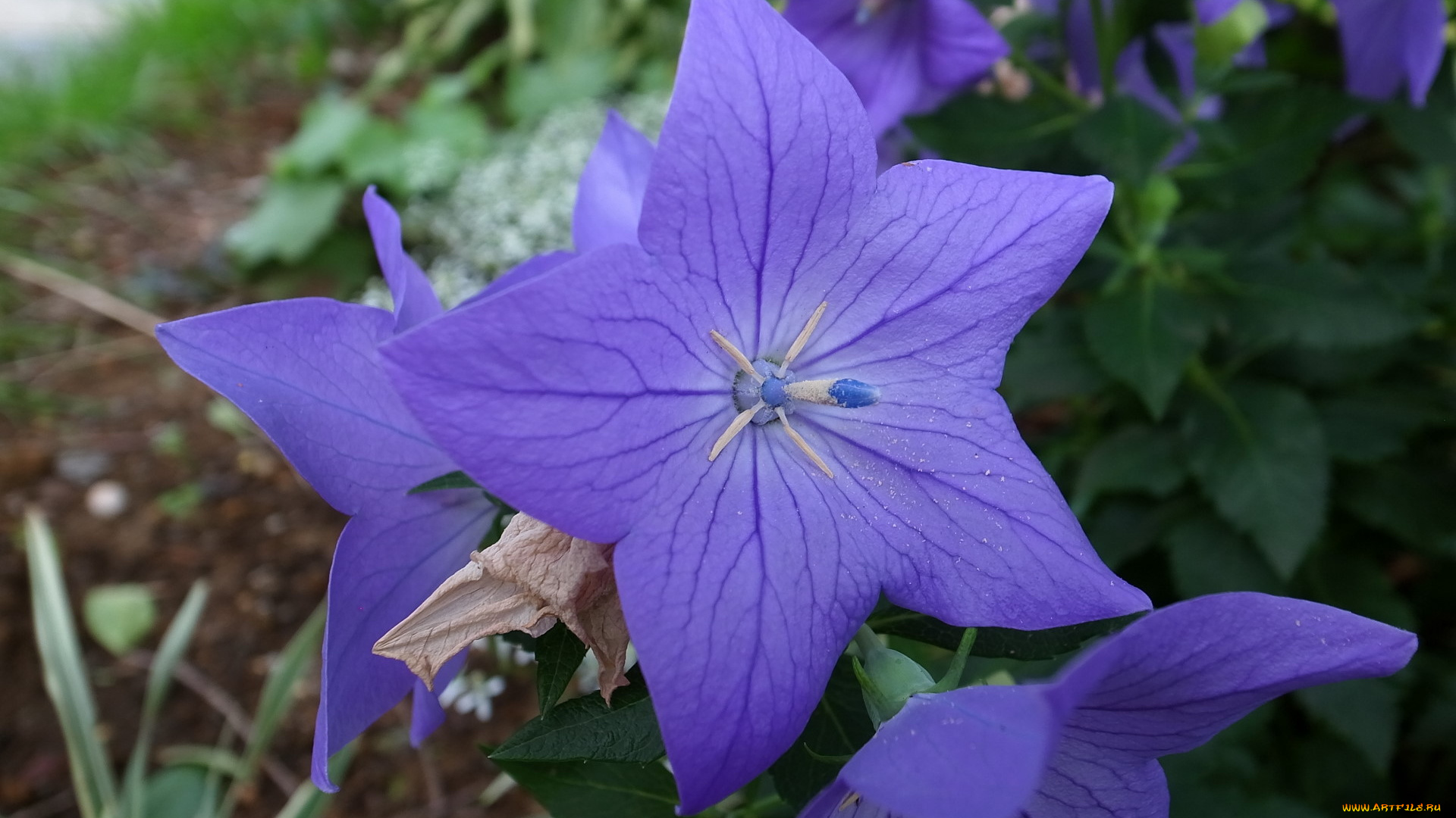 цветы, колокольчики, лепестки