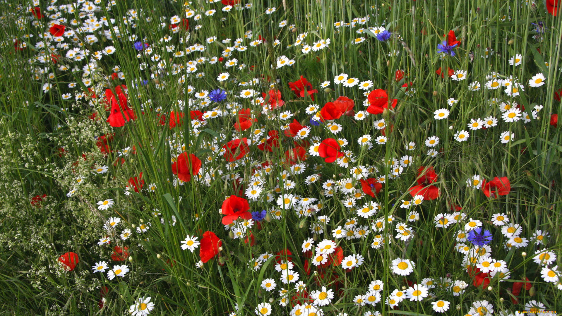 цветы, луговые, полевые, поле, маки, ромашки, лето