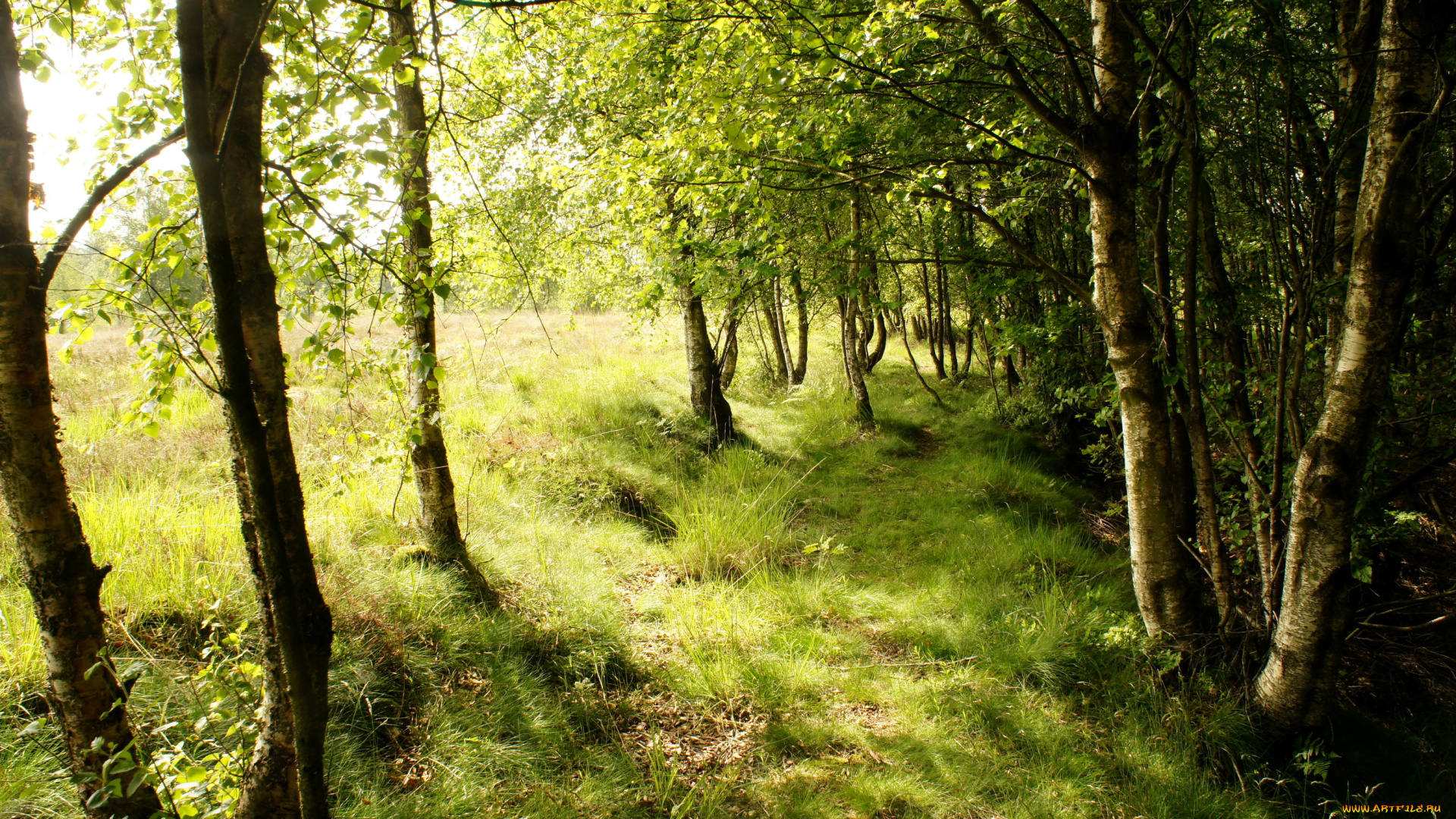 дания, обенро, природа, лес, тропинка