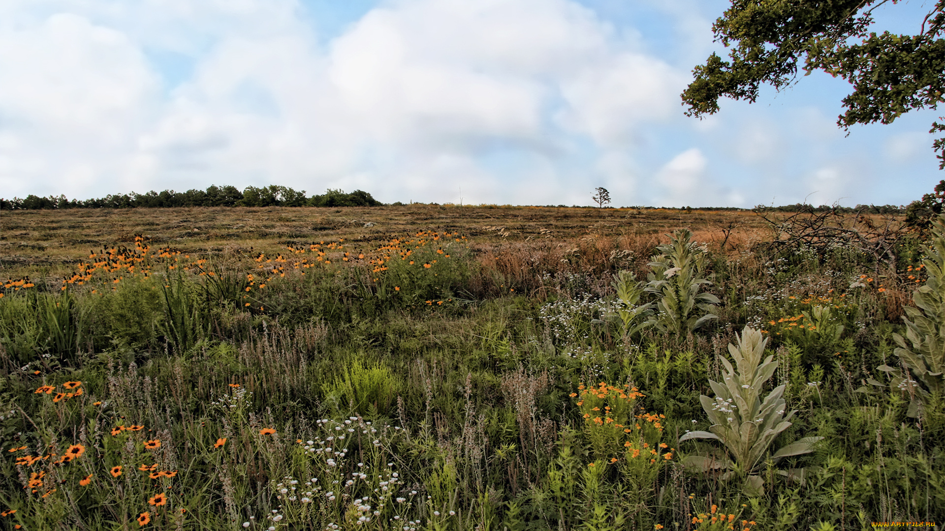 field, flowers, природа, луга, луг, цветы, поле