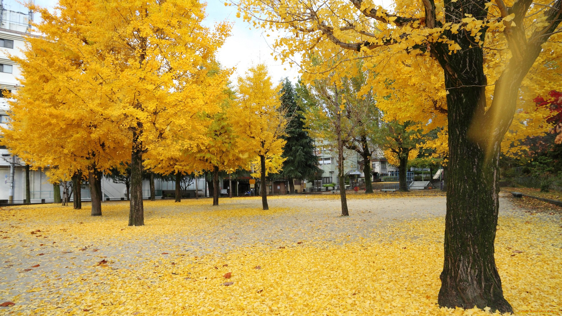 природа, деревья, осень