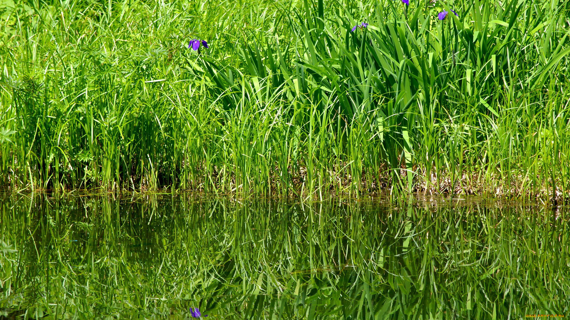 природа, другое, трава, вода, лето