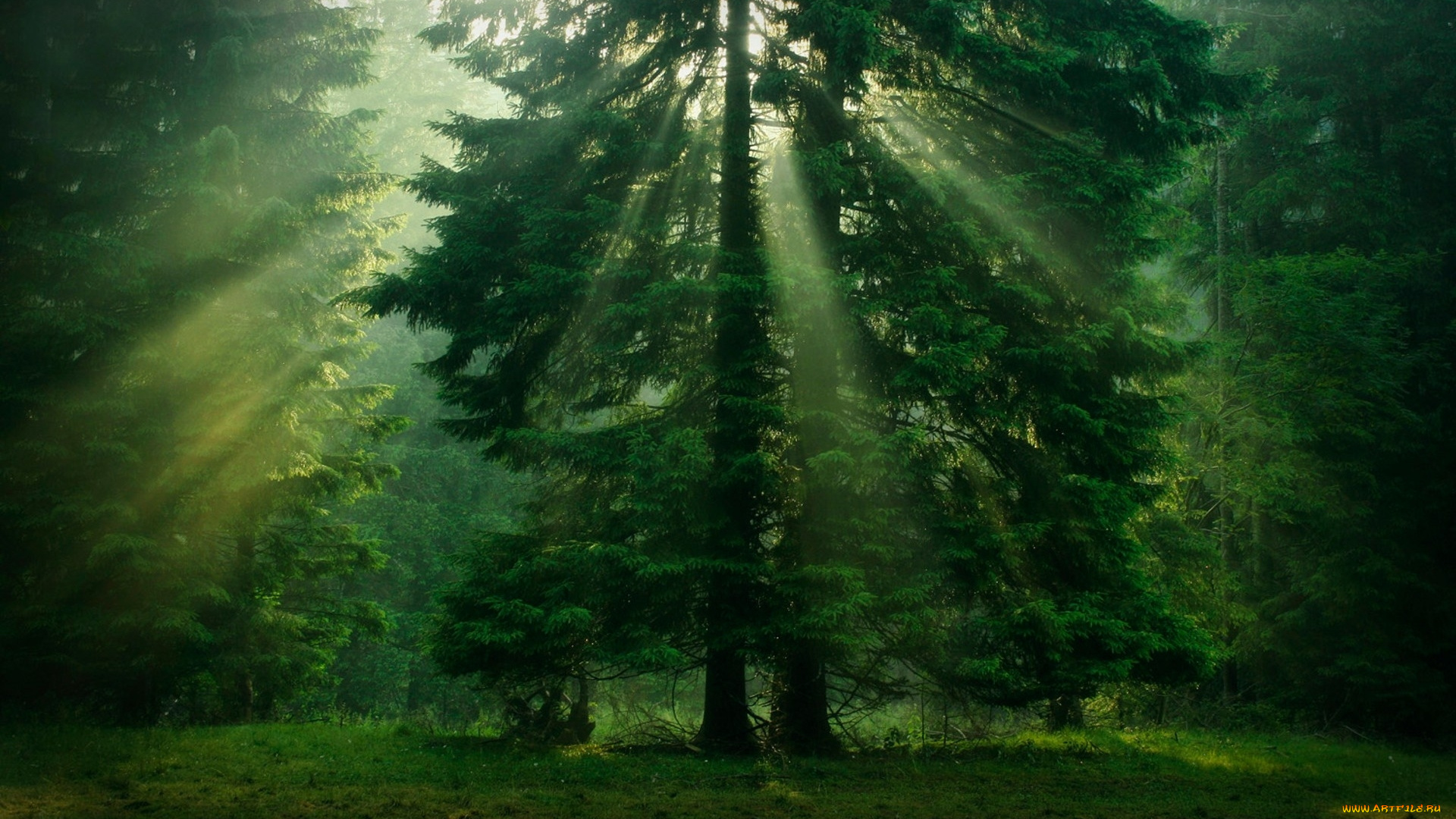 природа, лес, солнца, лучи, ели