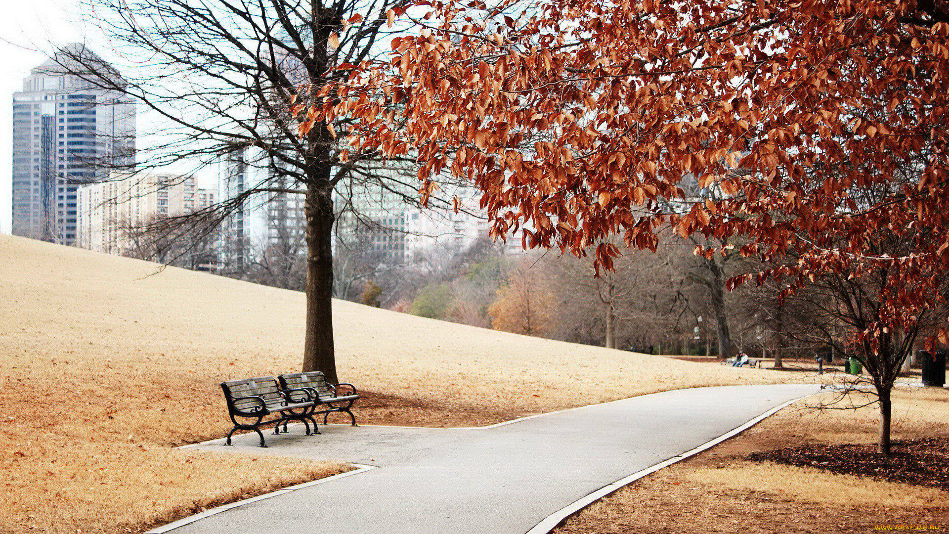 природа, парк, скамейка, дерево