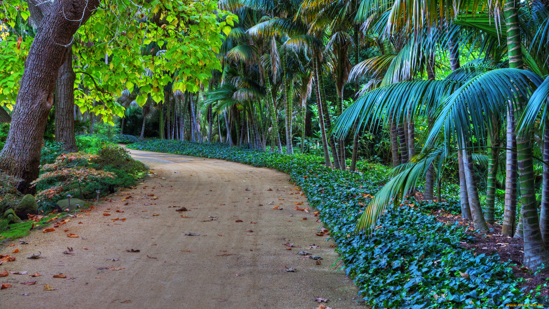 природа, тропики, пальмы, дорожка, парк