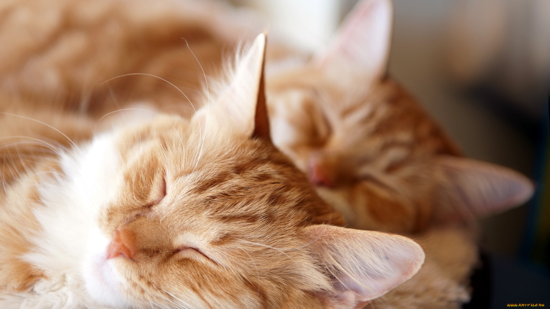 животные, коты, рыжие